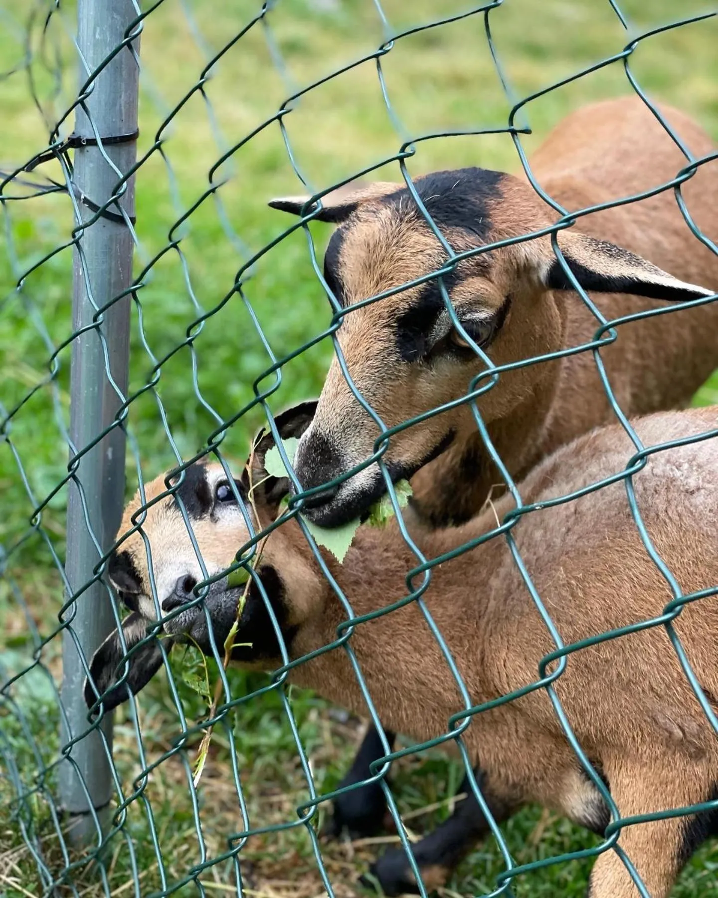 Natural landscape in Horský Hotel Dobrá Chata