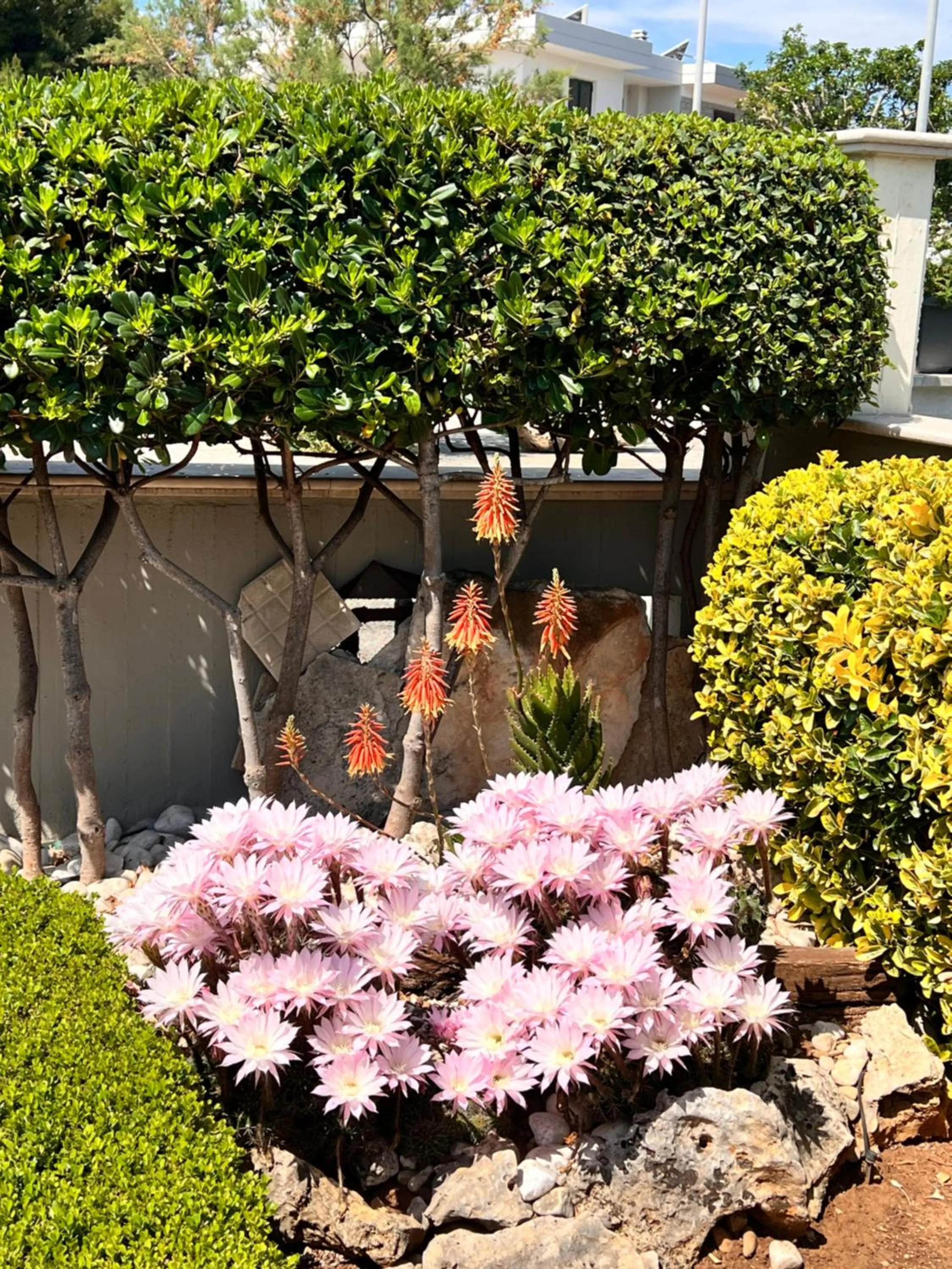 Garden in B&B La Rosa Blu