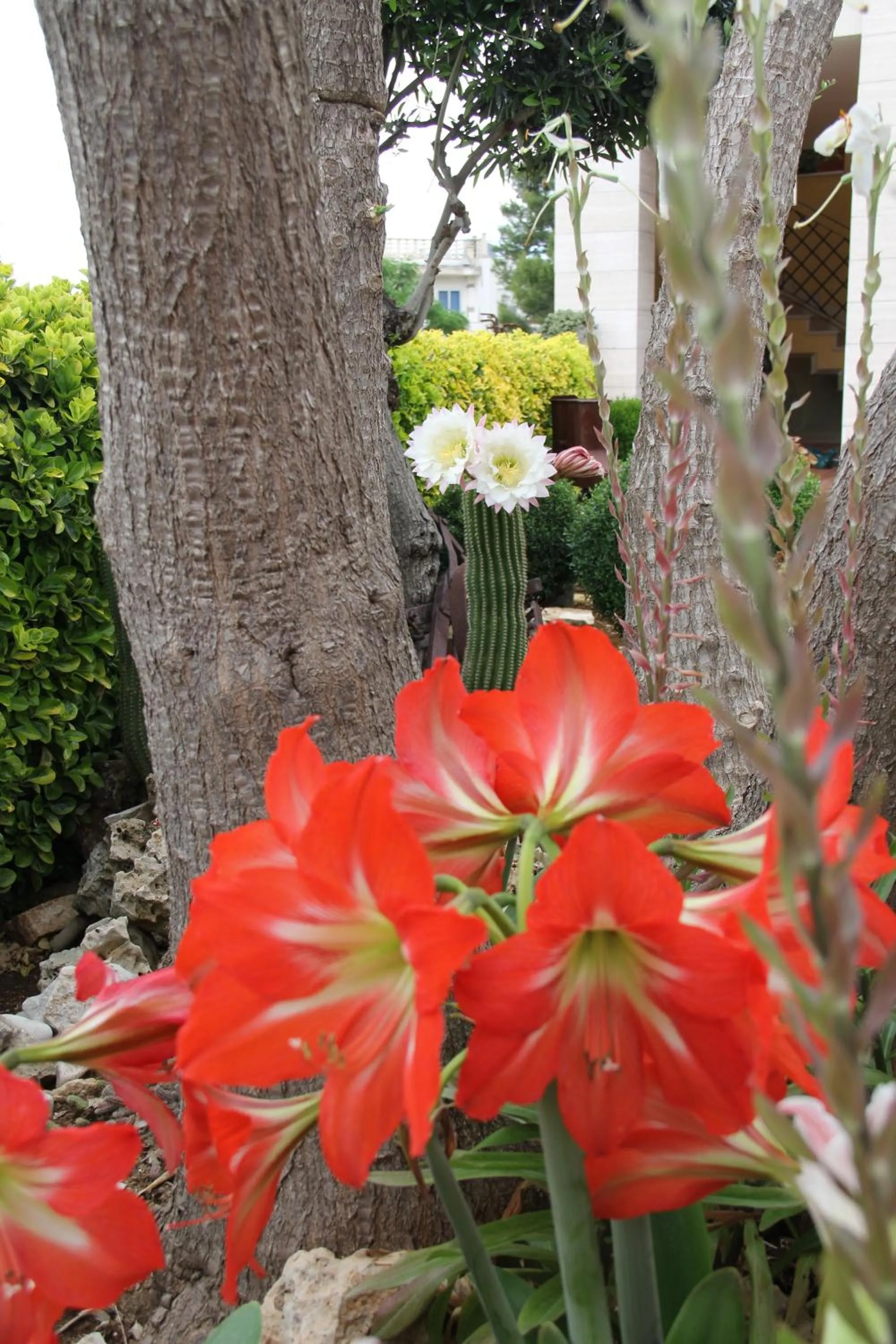 Garden in B&B La Rosa Blu
