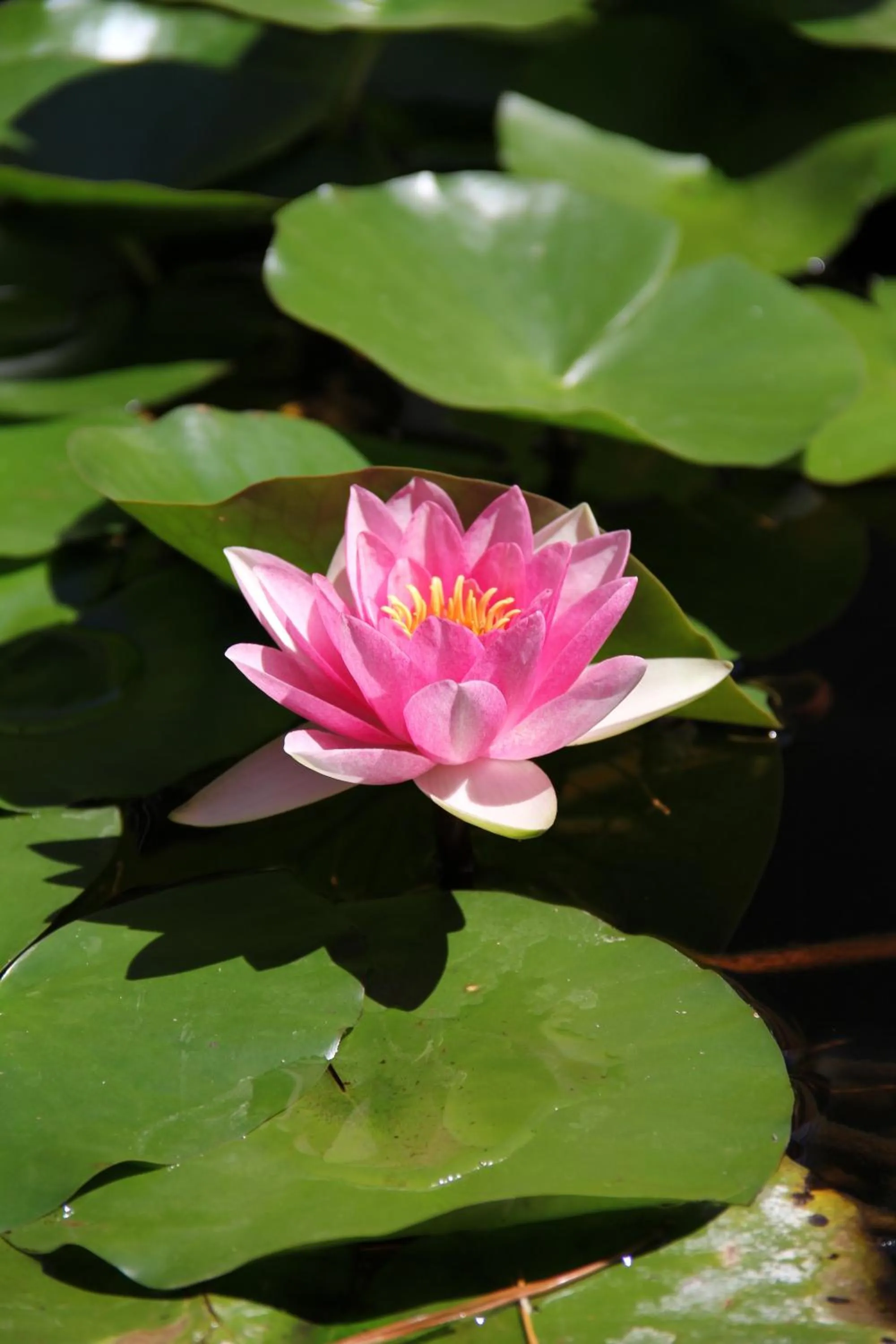 Other in B&B La Rosa Blu