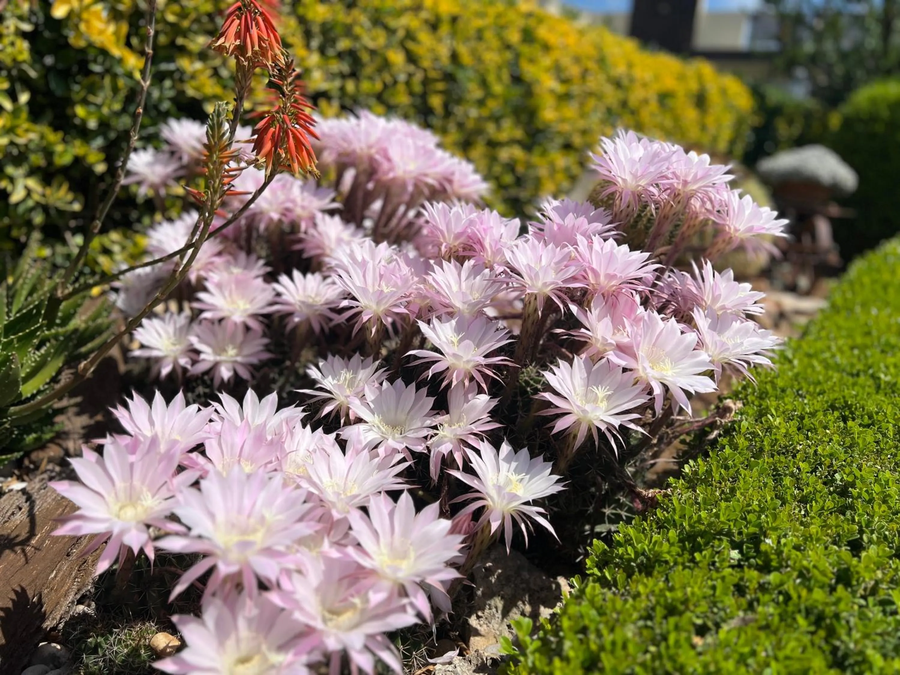 Garden in B&B La Rosa Blu