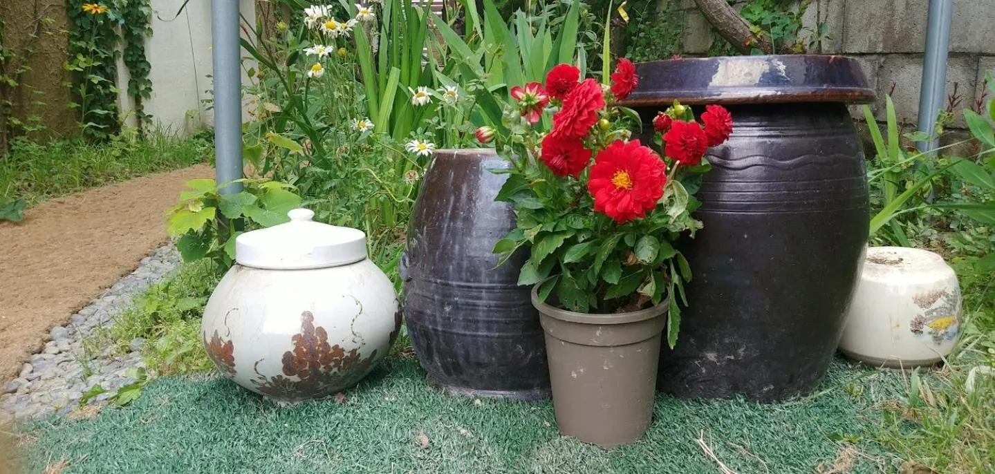 Garden in Pension Badawa