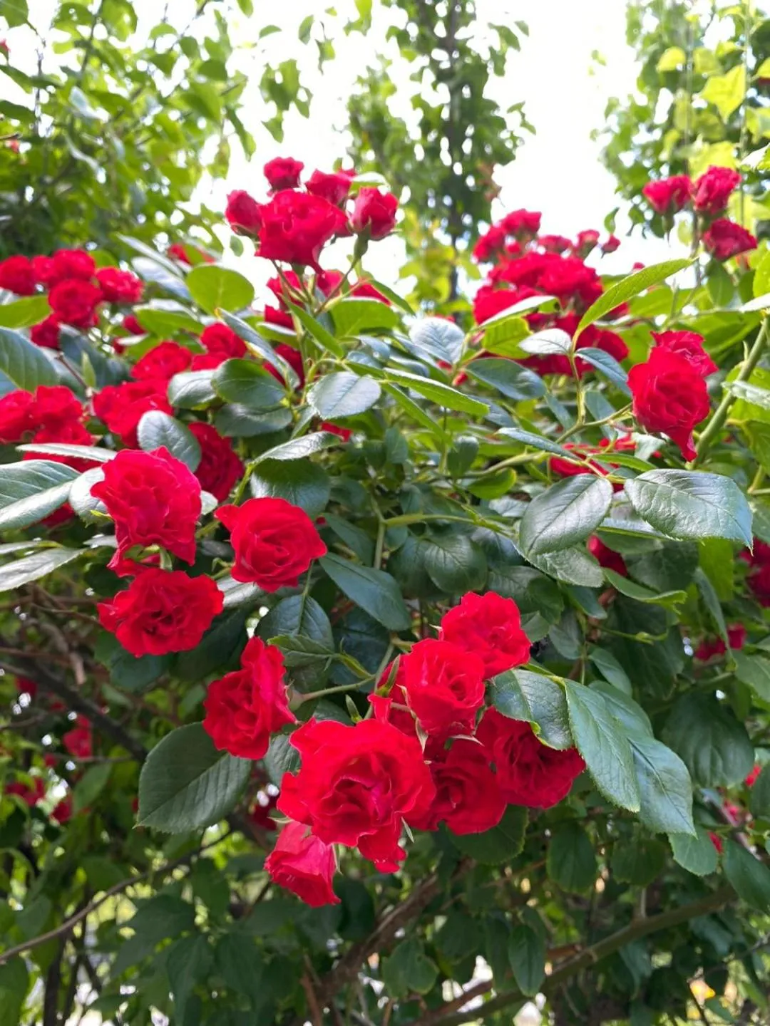 Garden in Pension Badawa
