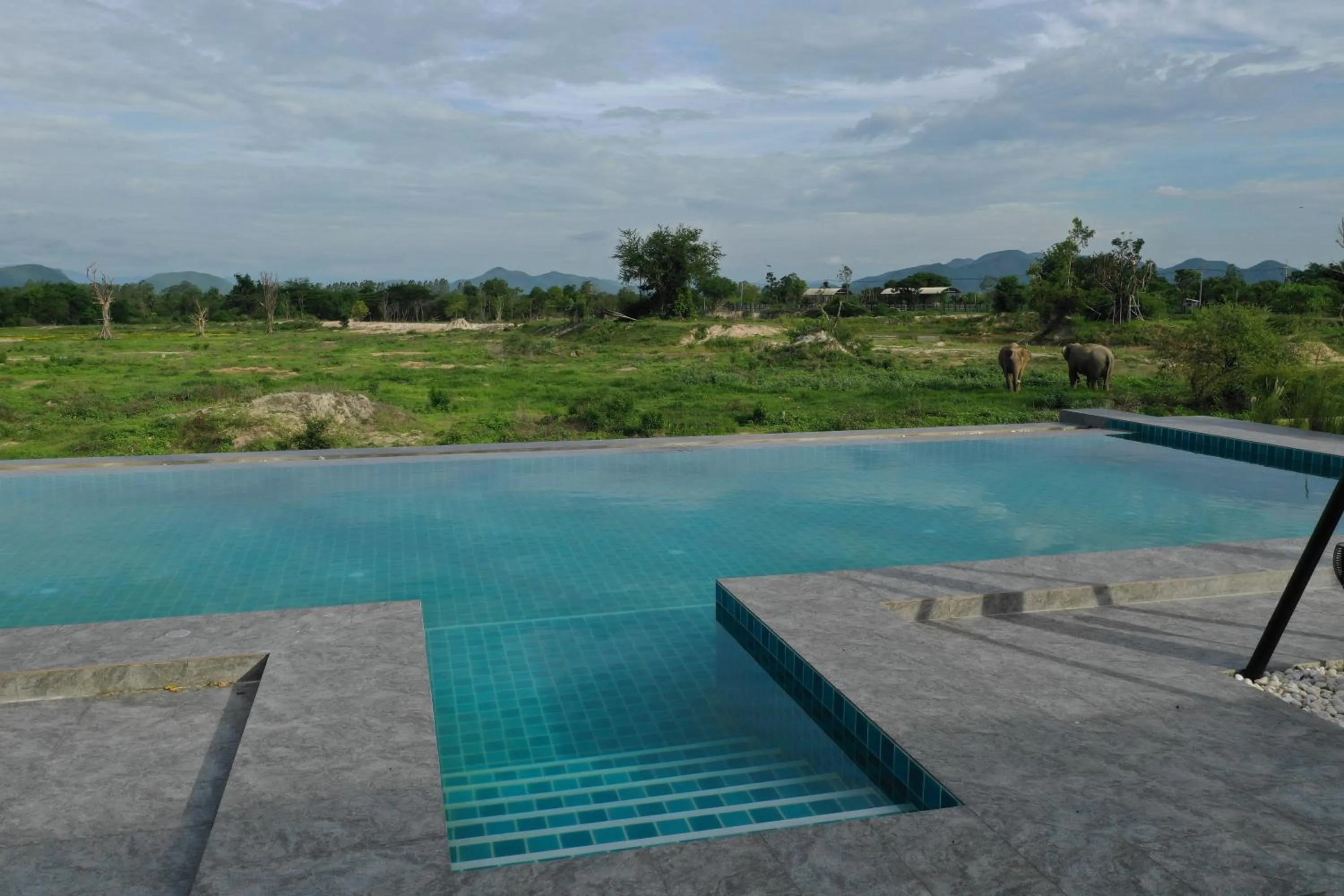 Animals in I love phants Lodge