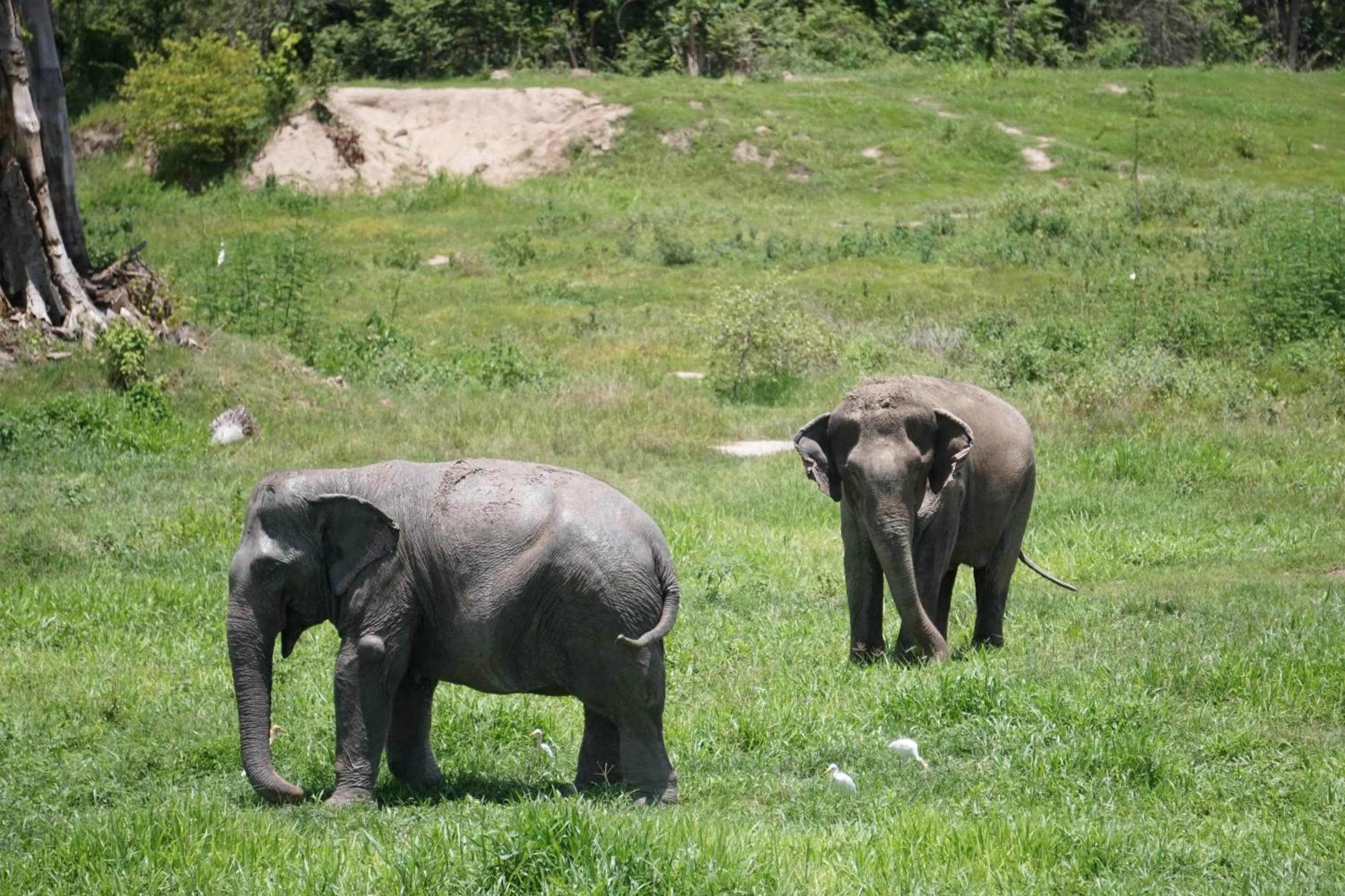 Animals in I love phants Lodge