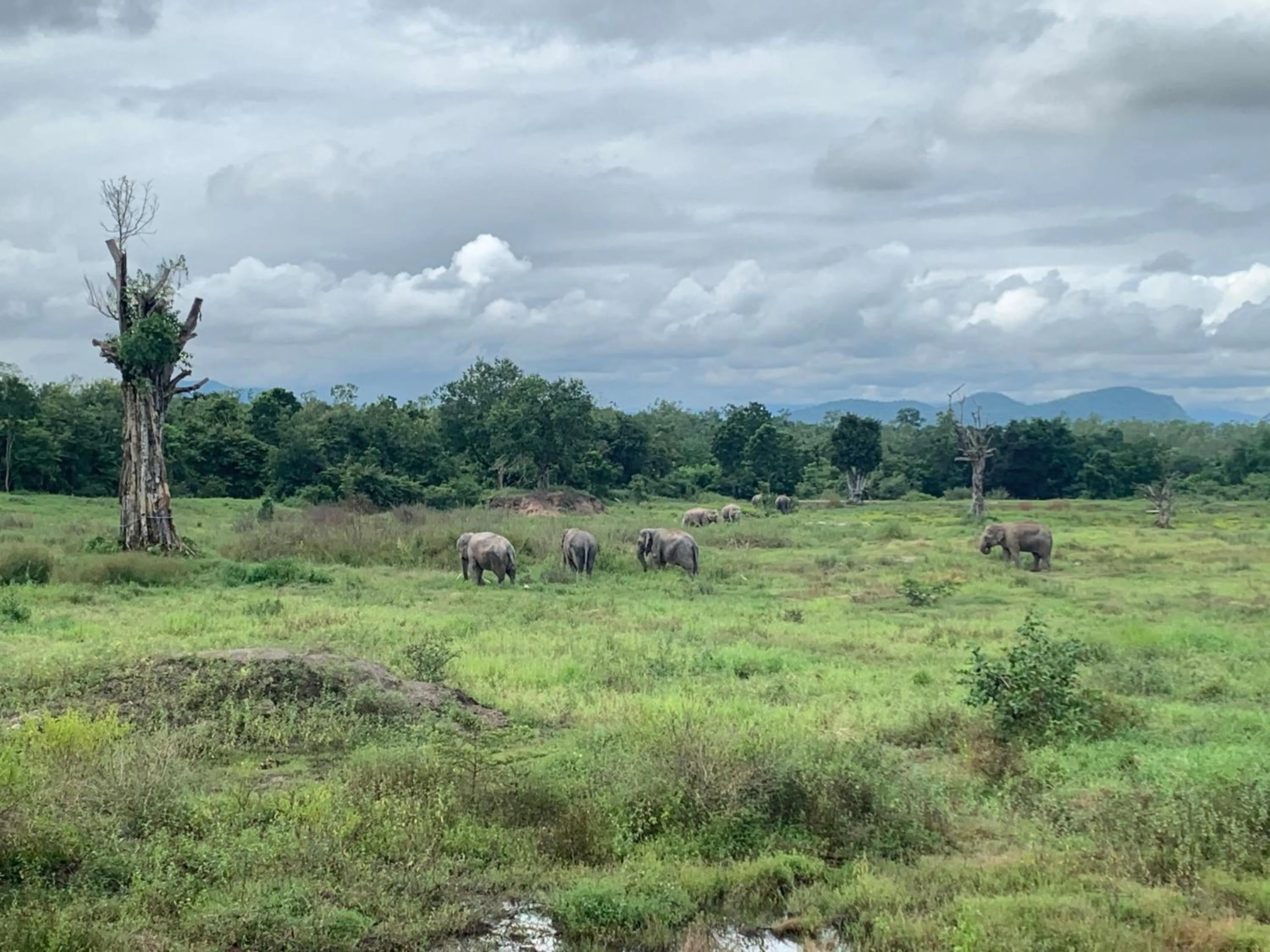 Natural landscape in I love phants Lodge