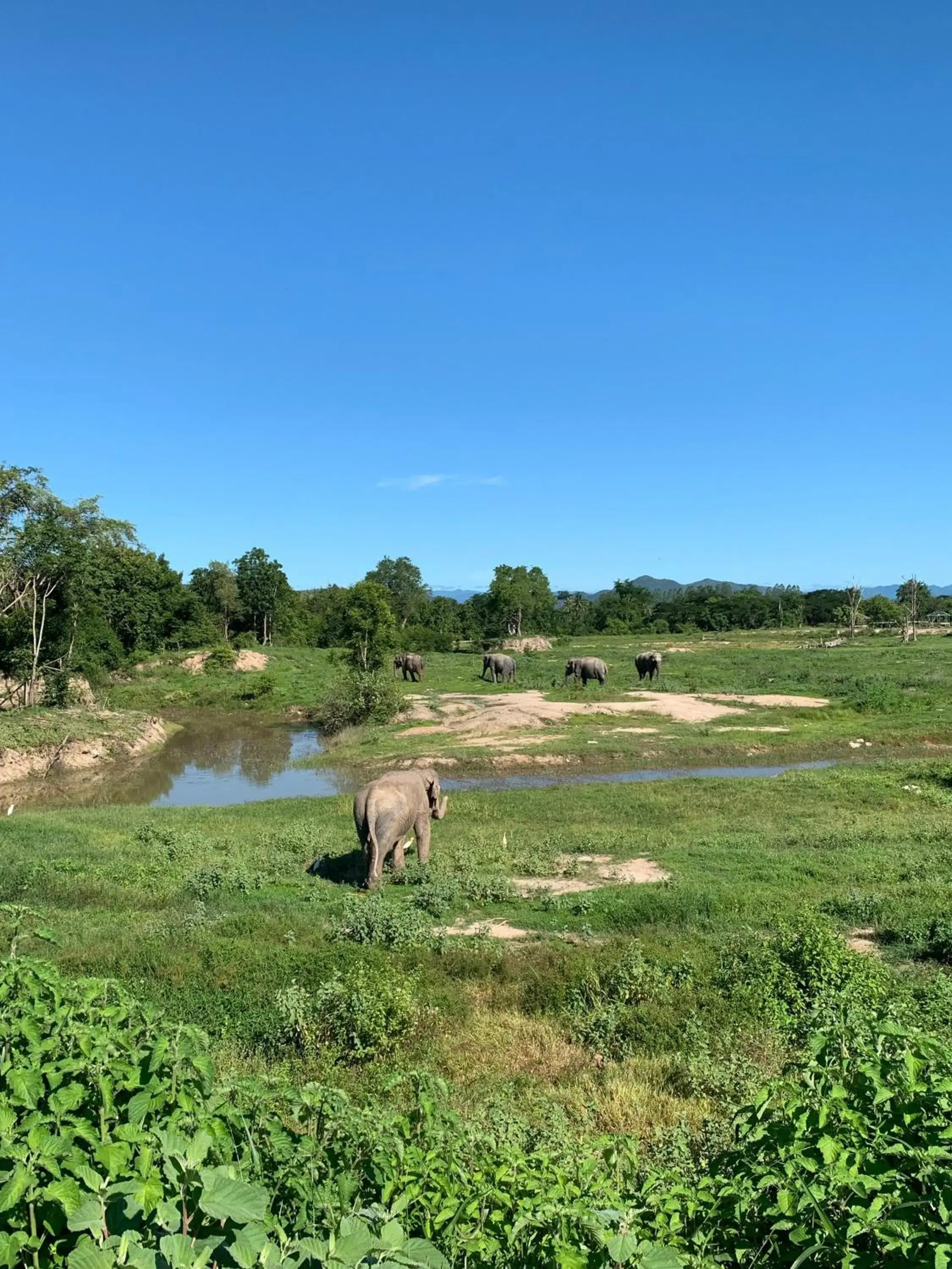 I love phants Lodge I love phants Lodge