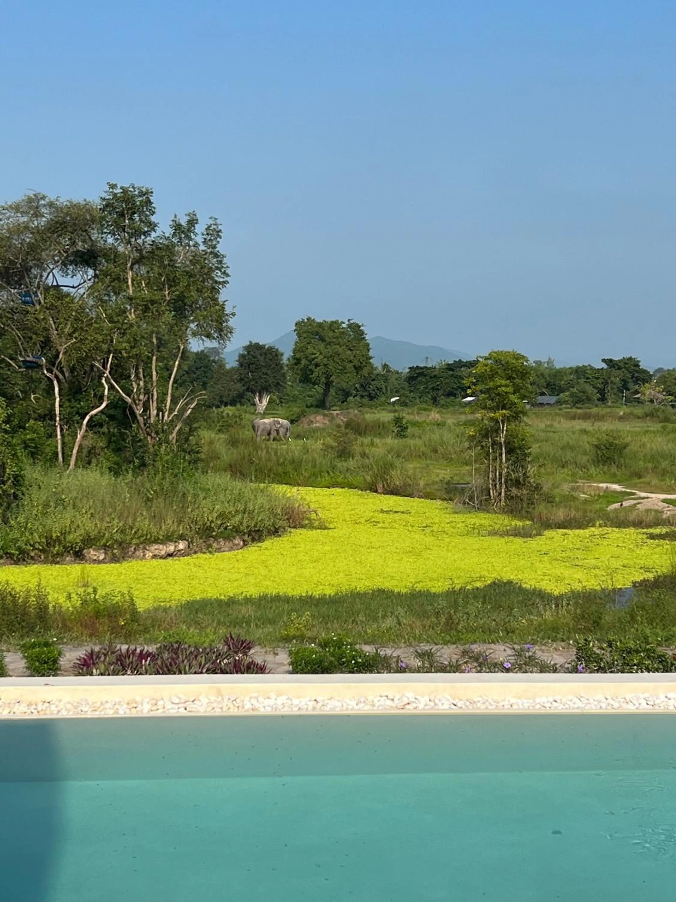 Pool view in I love phants Lodge
