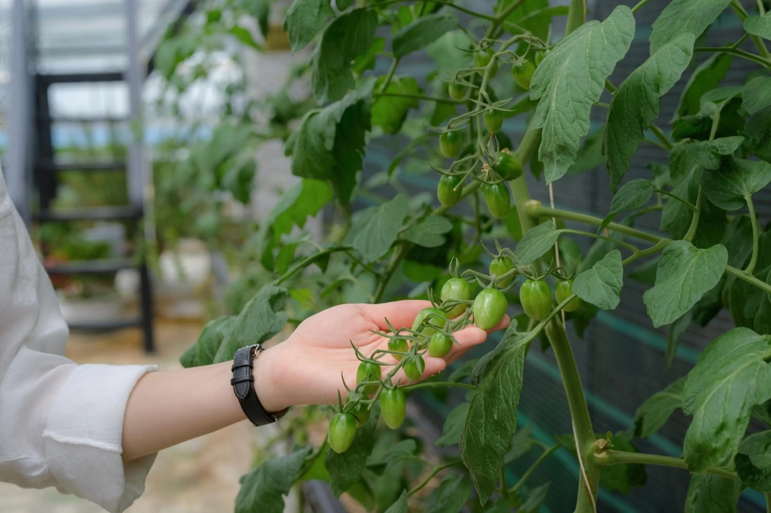 Day in Ladalat Hotel