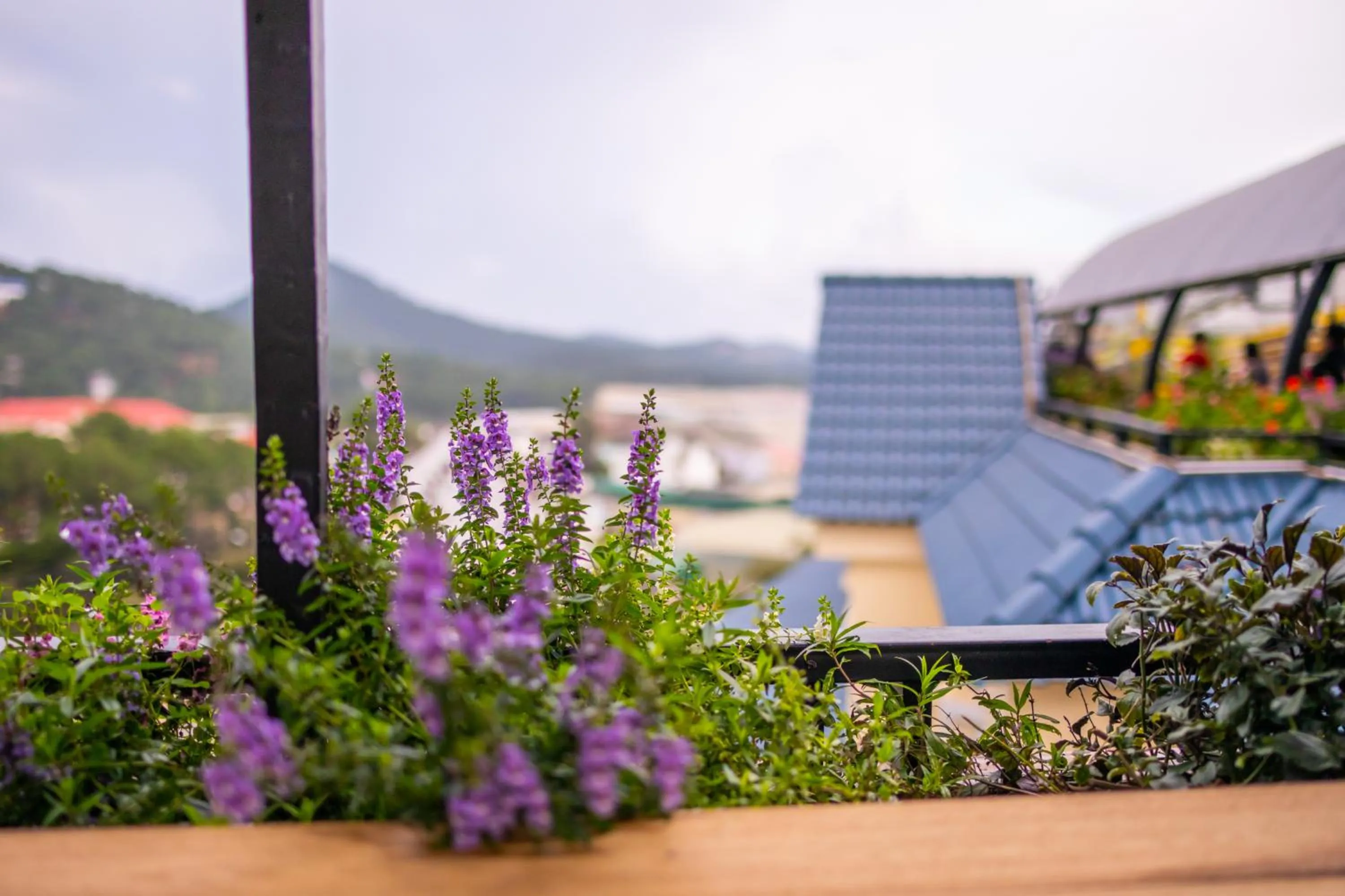 Day in Ladalat Hotel