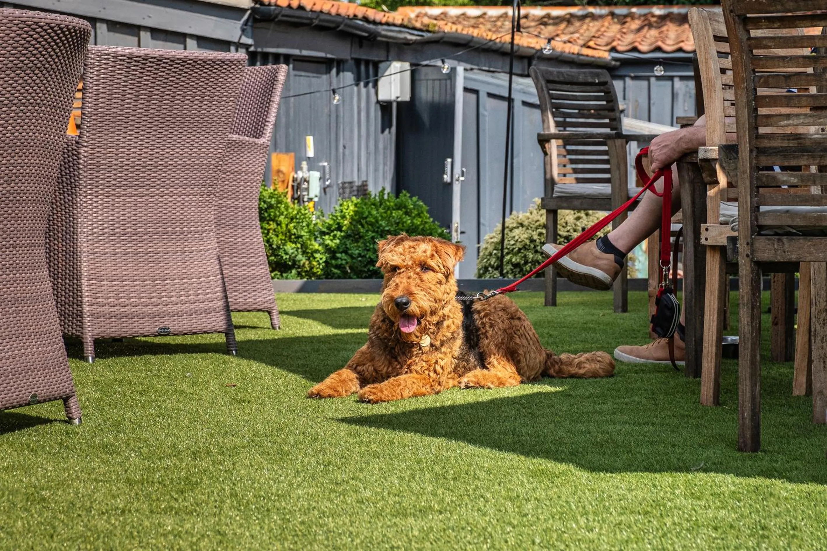 Pets in Wiveton Bell