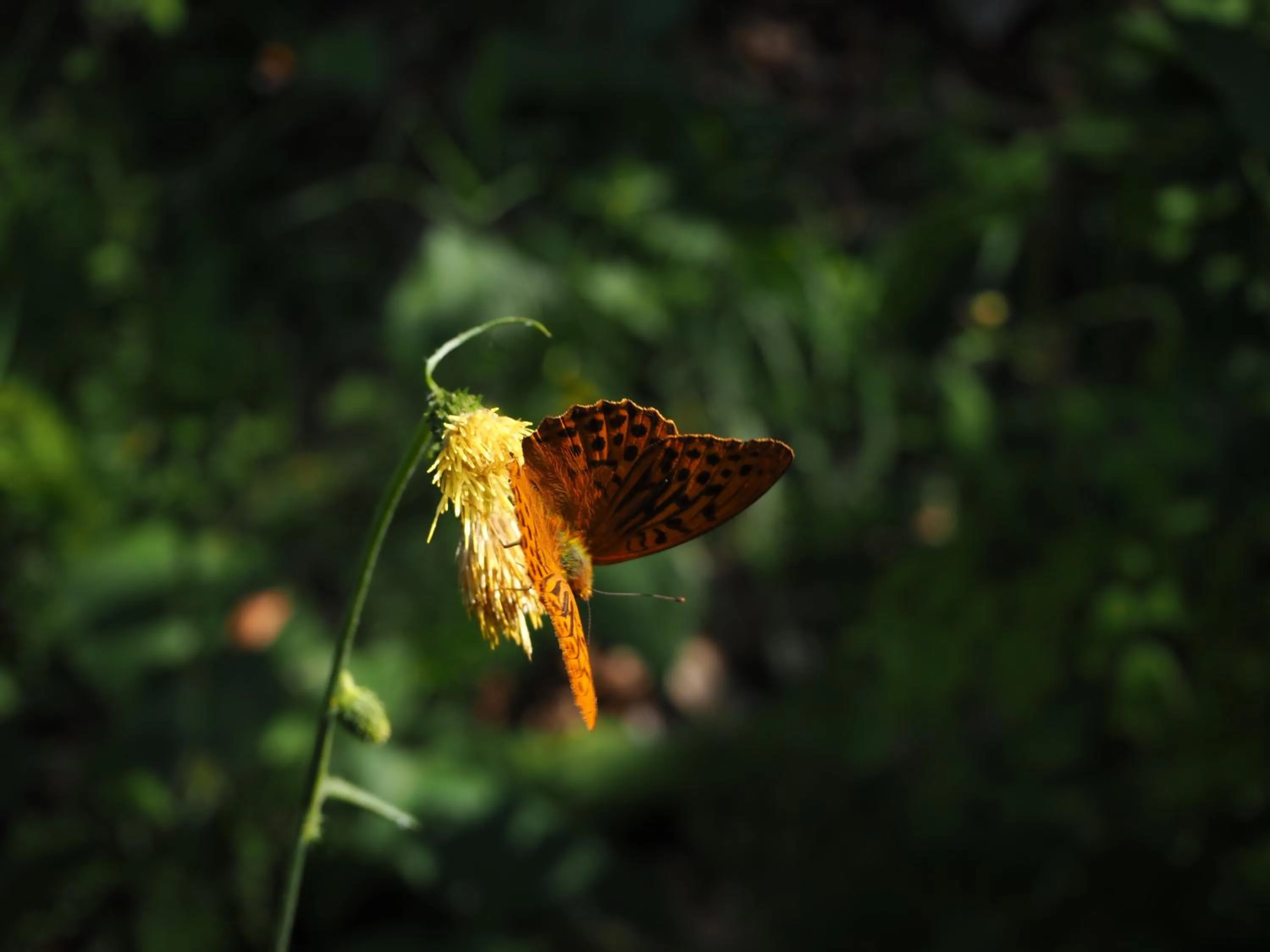 Other in Appartamenti Camere Masi Brenta