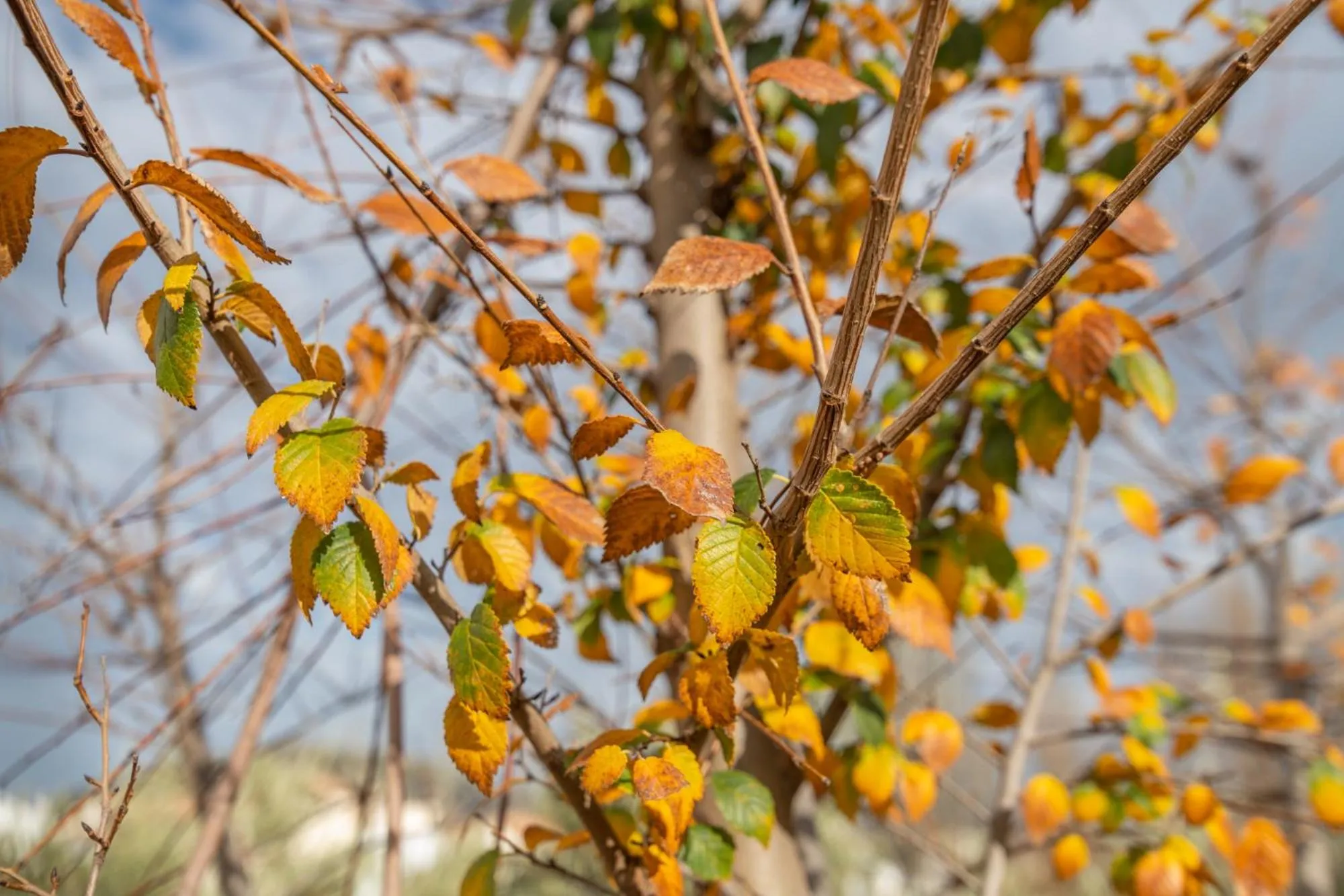 Natural landscape in Hotel Rural El Castillejo - A 15 min de Ronda