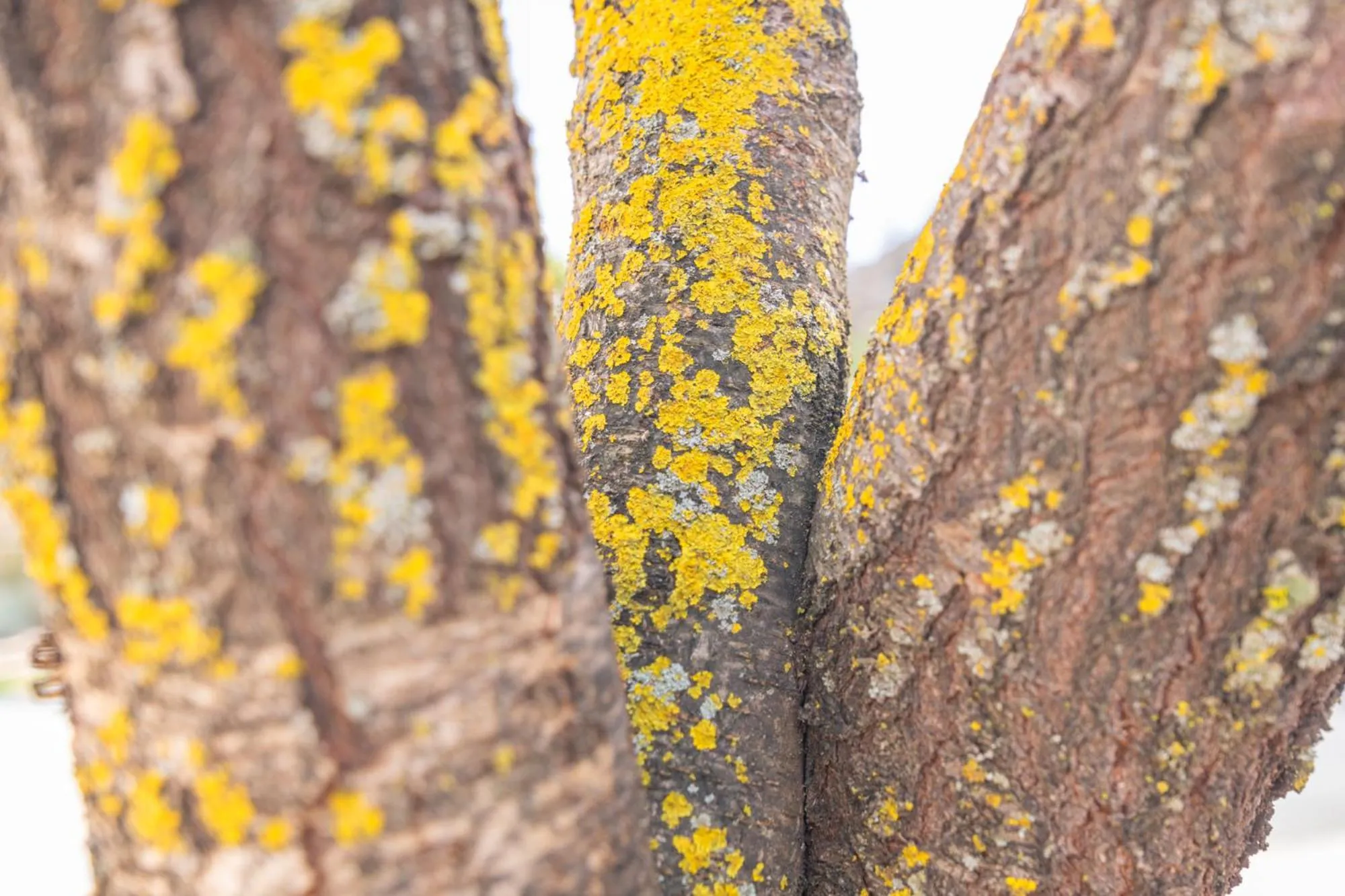 Natural landscape in Hotel Rural El Castillejo - A 15 min de Ronda