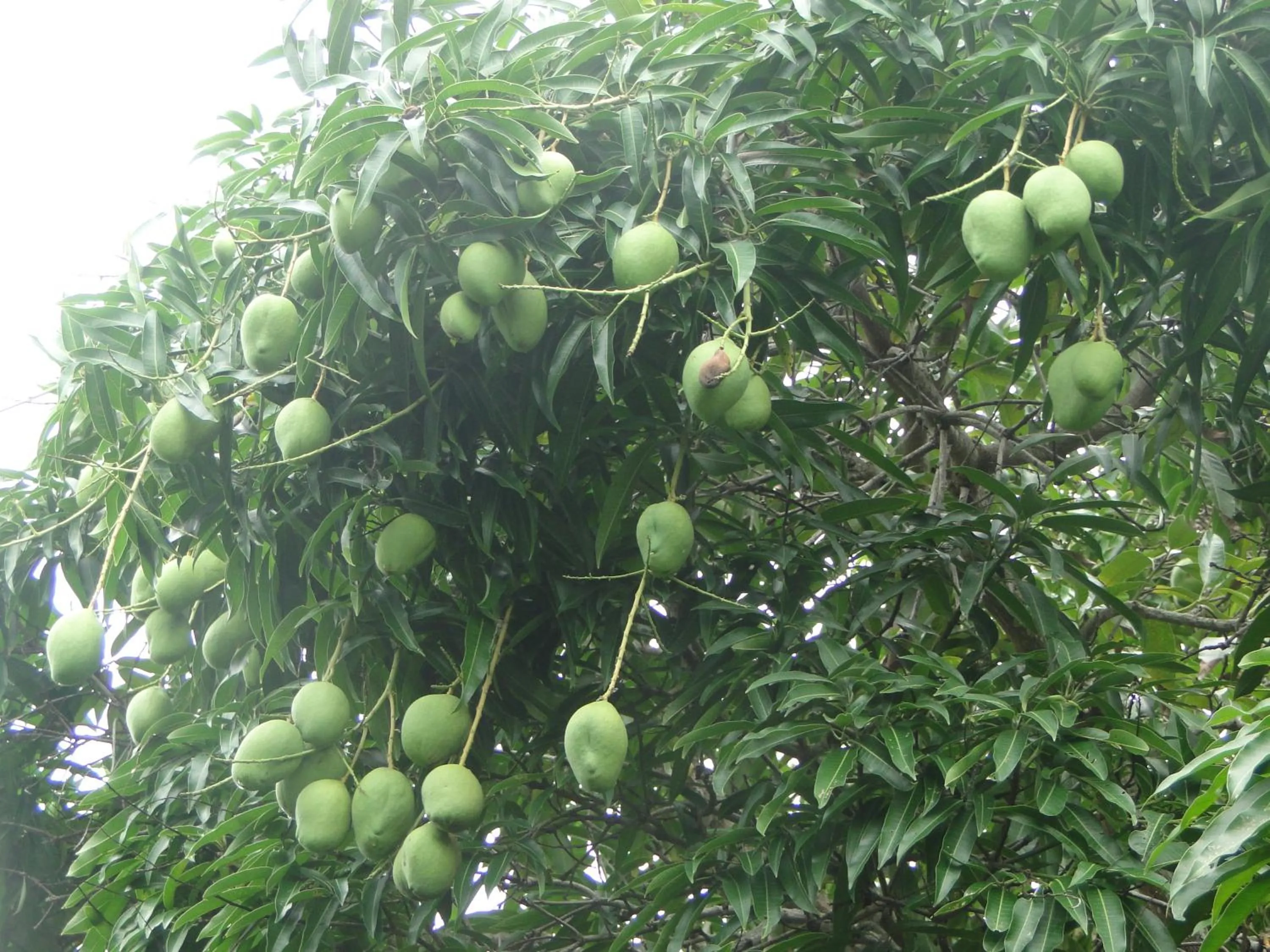 Garden in Hotel Pousada Arco Iris
