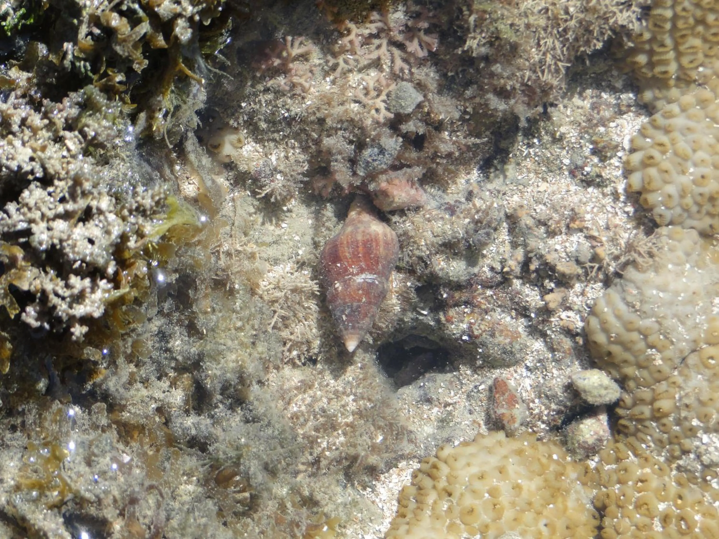 Beach in Hotel Pousada Arco Iris