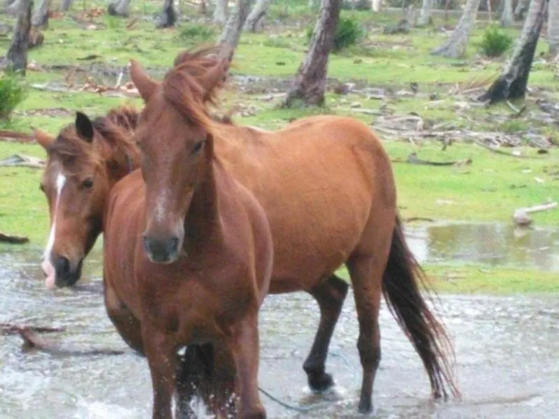 Animals in Villa La Caleta
