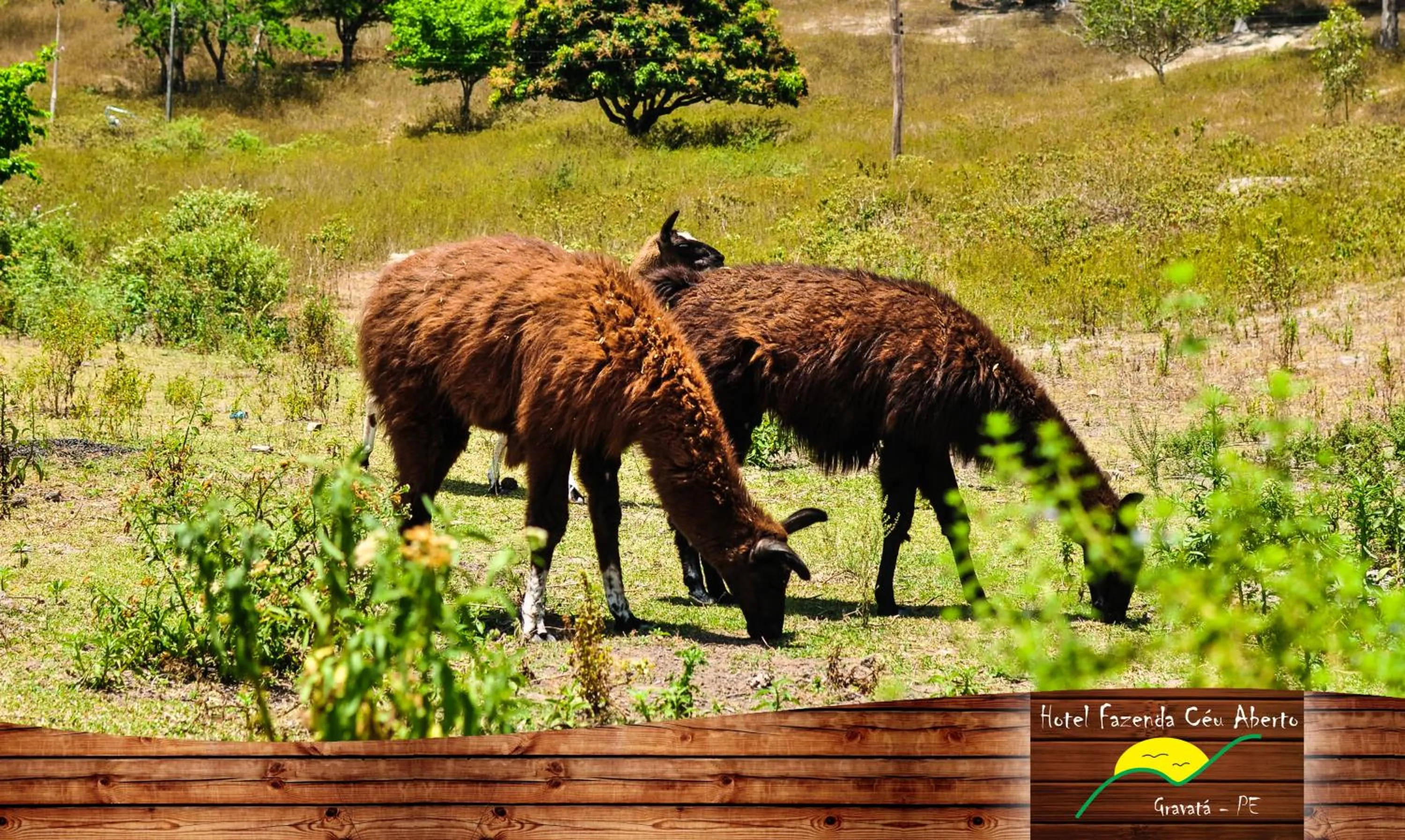 Animals in Hotel Fazenda Ceu Aberto
