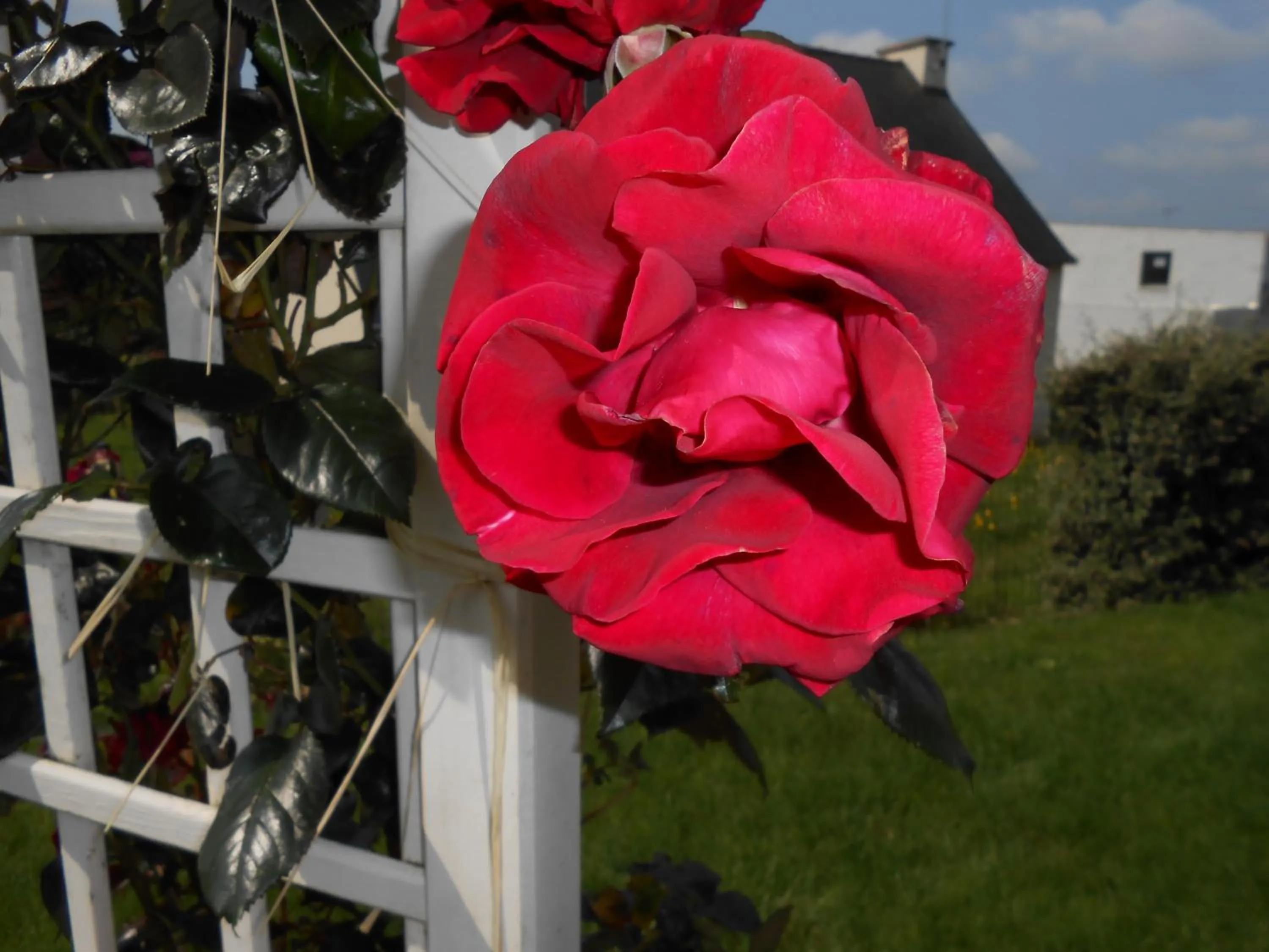 Garden view in La Roseraie