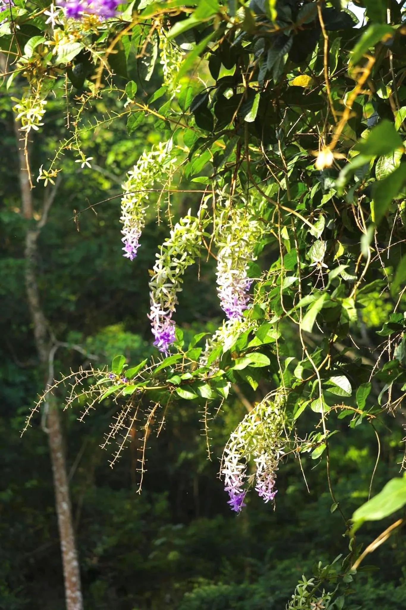 Natural landscape in Evergreen Koh Chang Resort