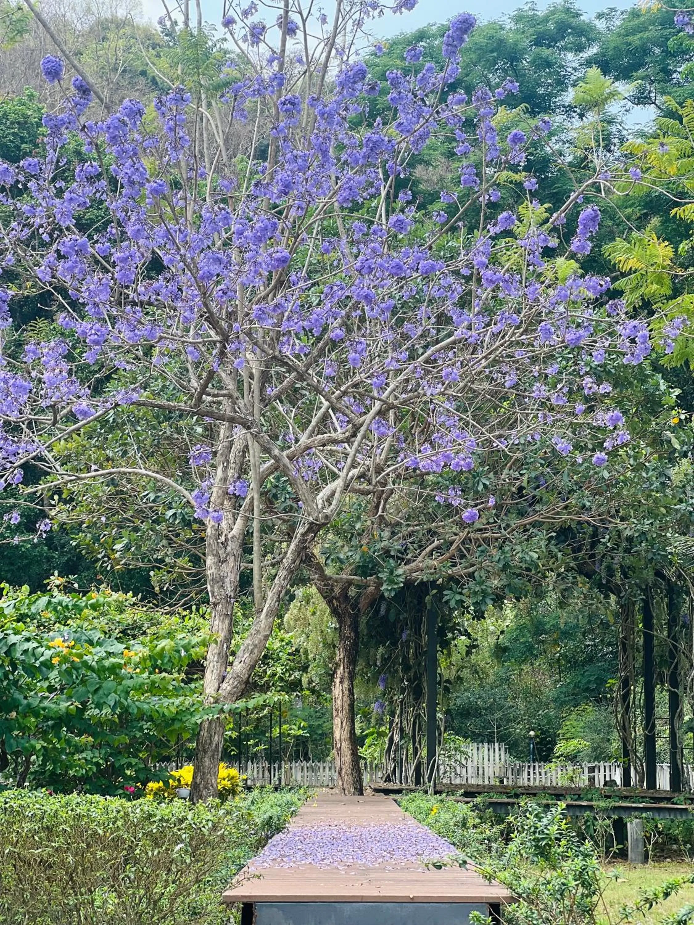 Garden in Evergreen Koh Chang Resort