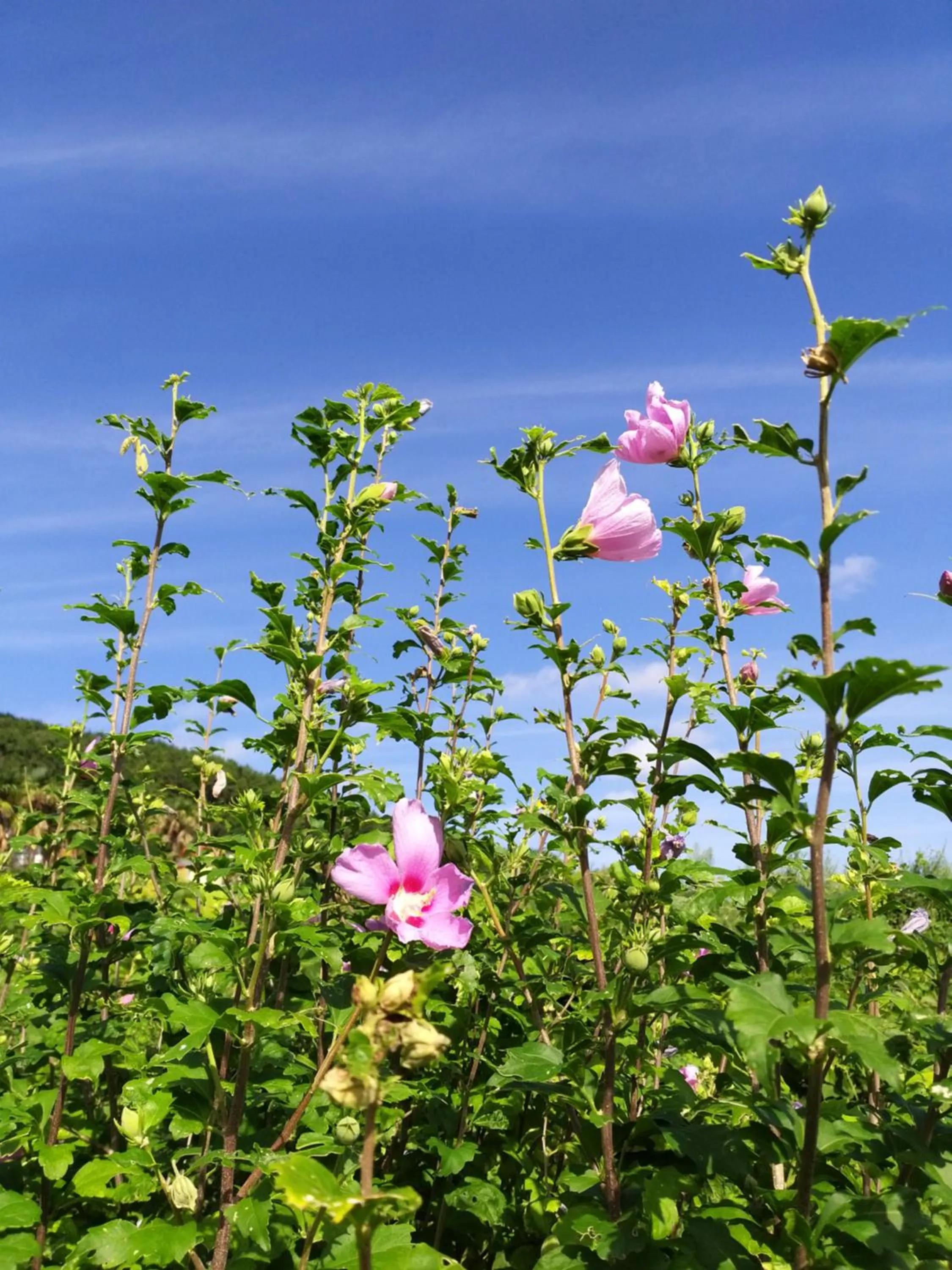 Beach in oneday in geoje