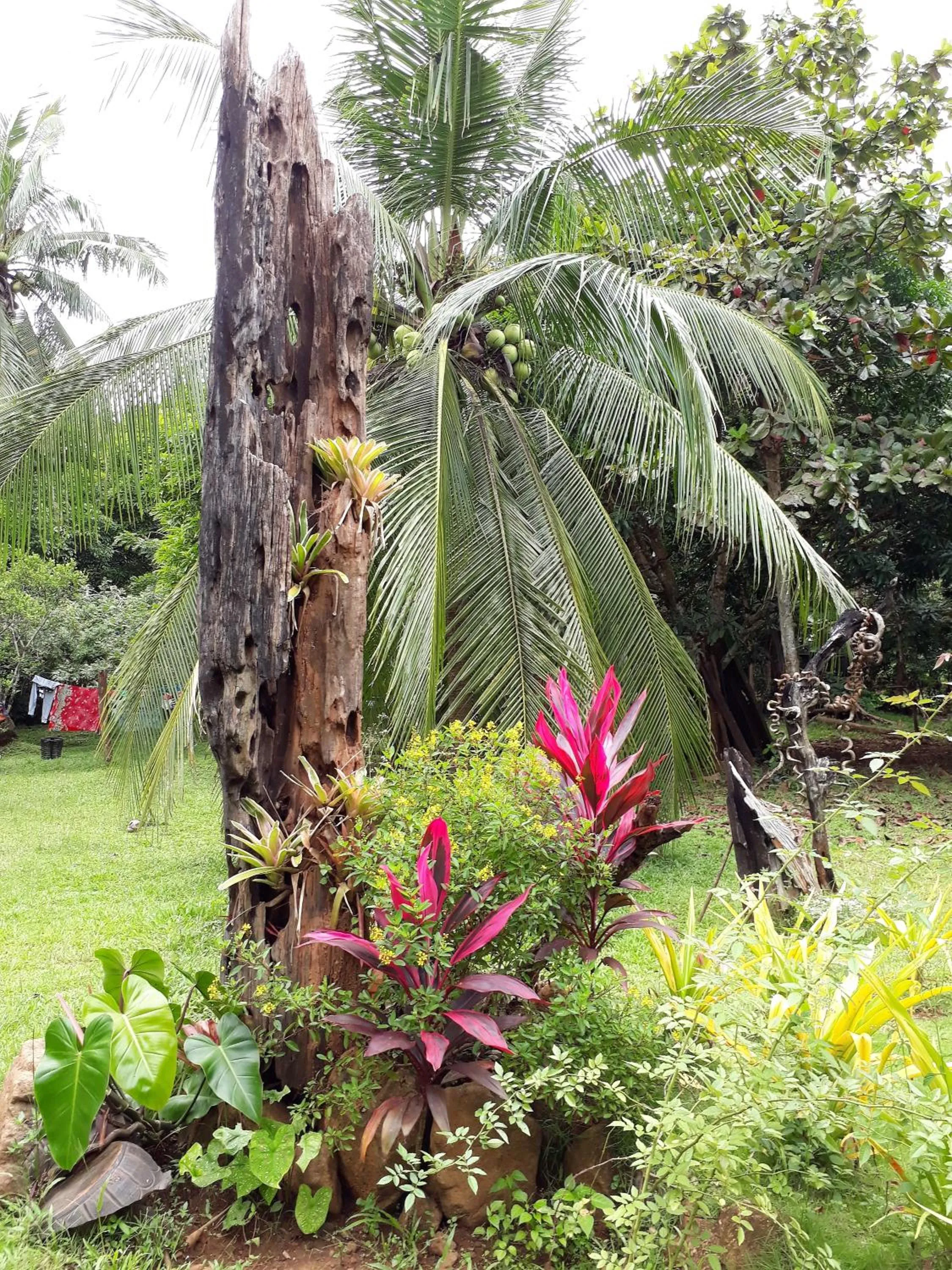 Garden in Dabdab Tourist Inn