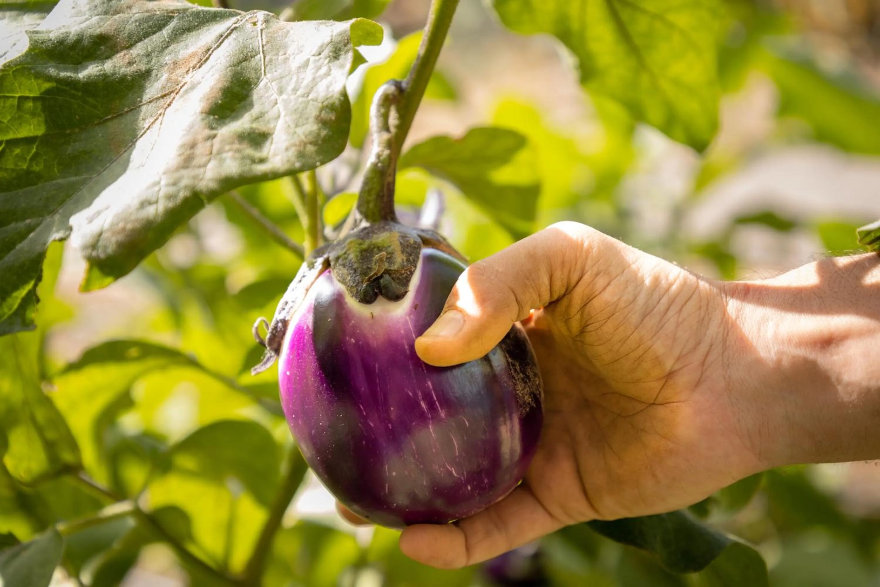 Day in Eco Village Baia Delle Ginestre
