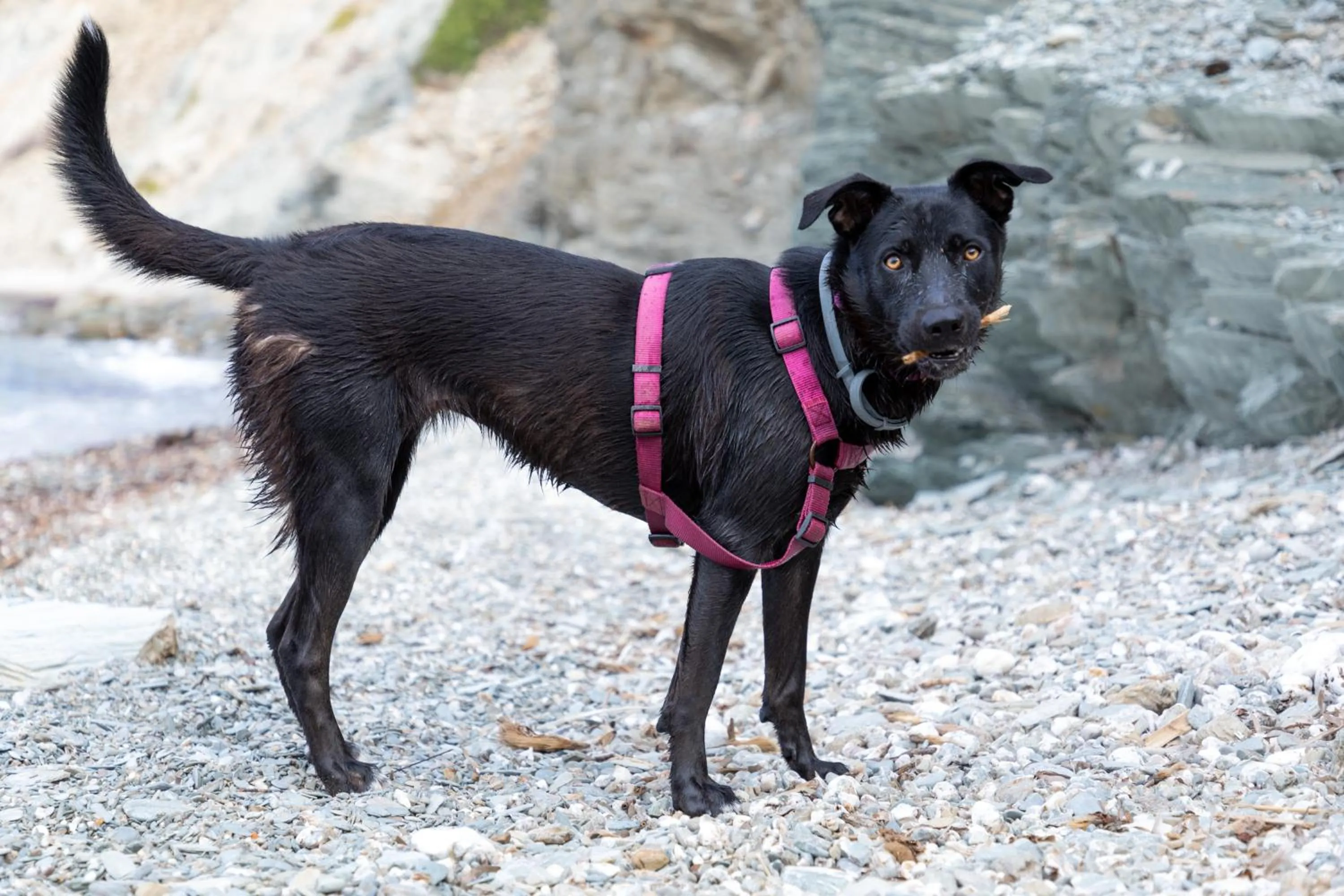 Pets in Eco Village Baia Delle Ginestre