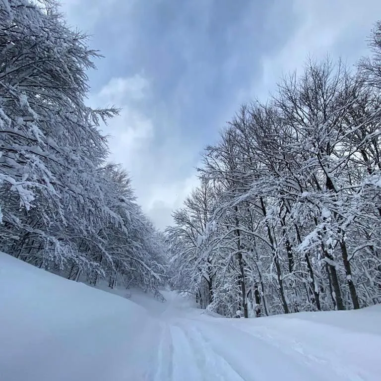 Natural landscape in Hotel Bristol