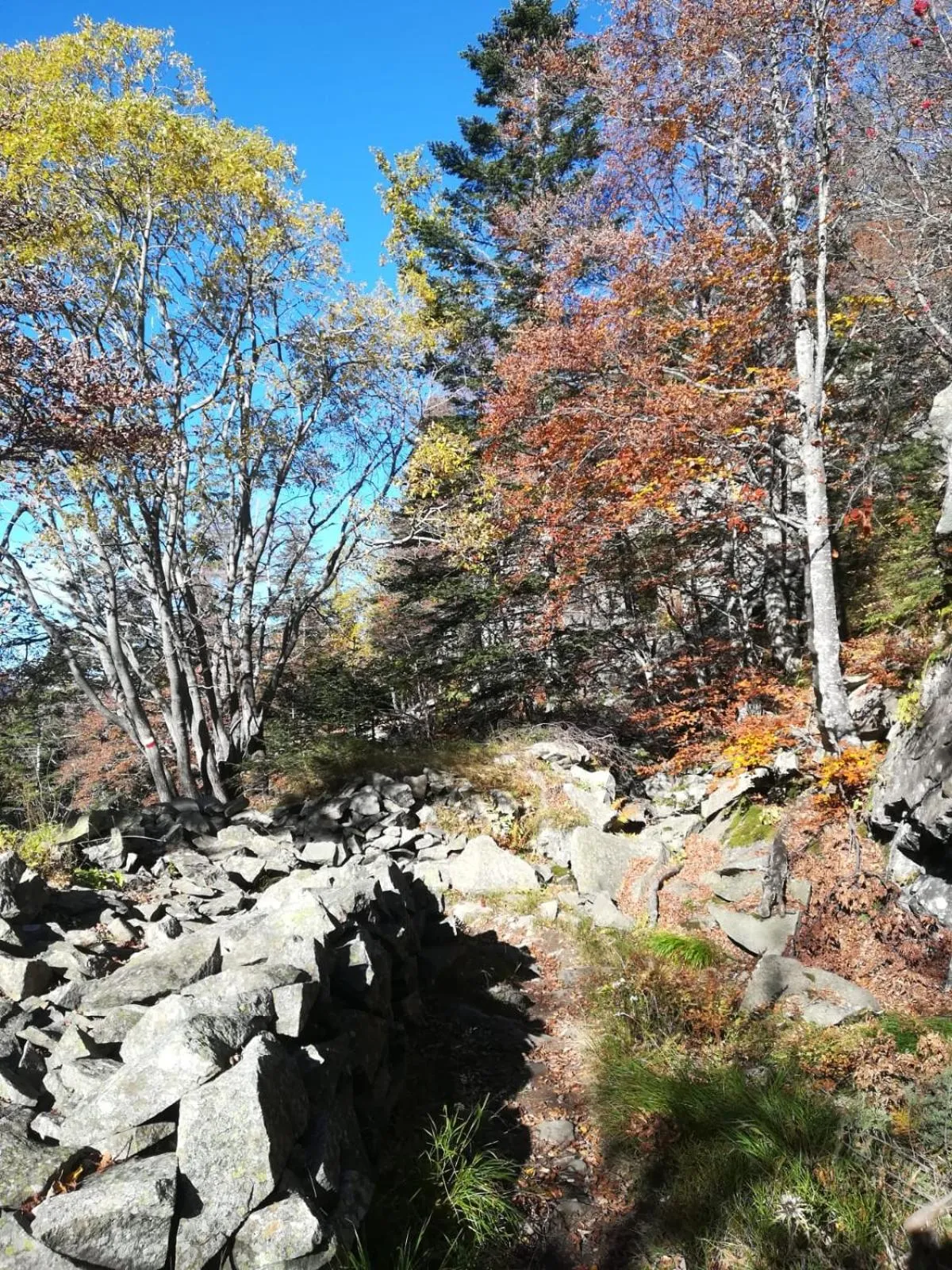 Natural landscape in Hotel Bristol