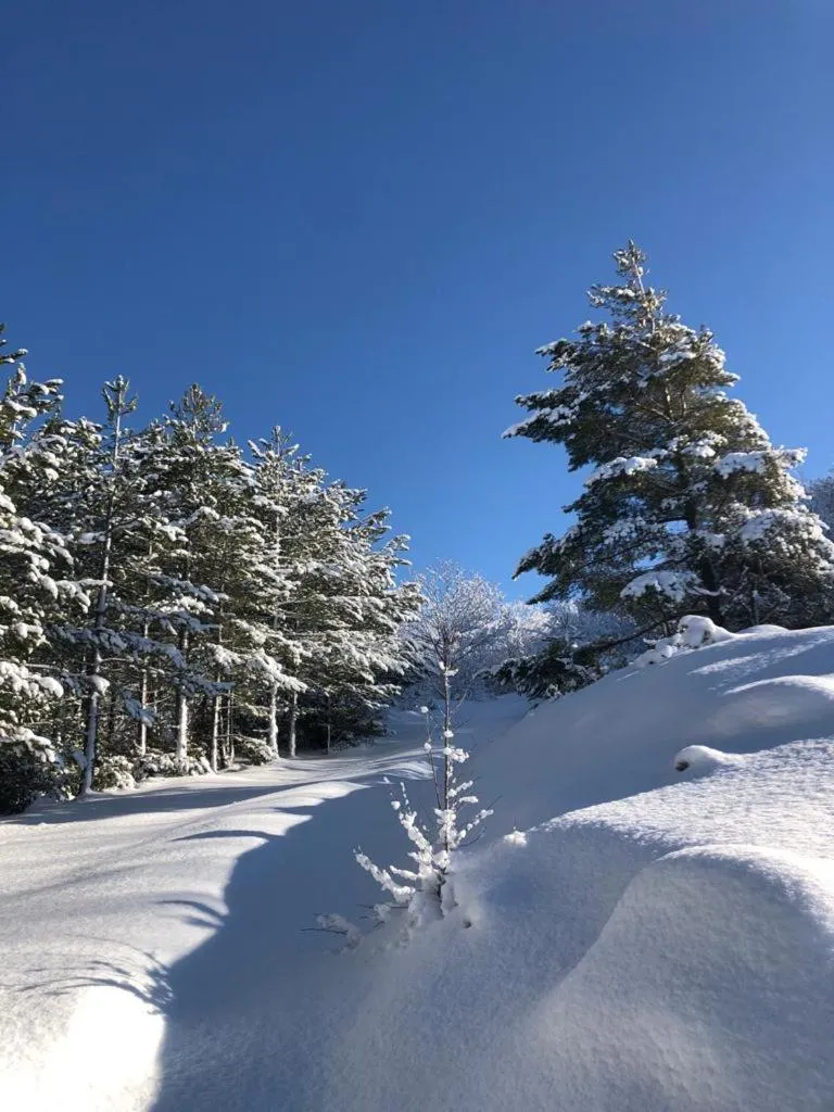 Natural landscape in Hotel Bristol