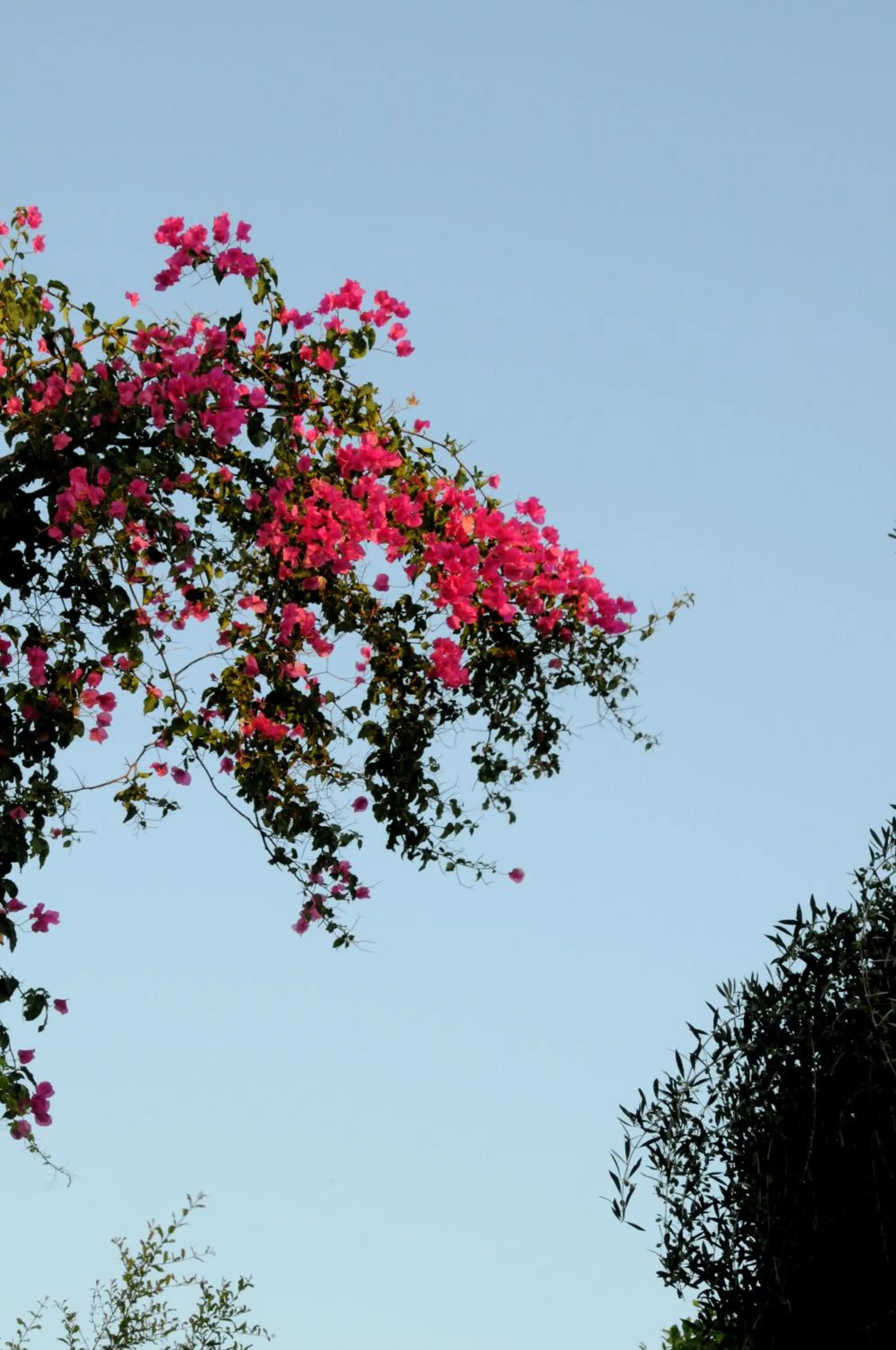Garden in Hersonissos Village Hotel & Bungalows