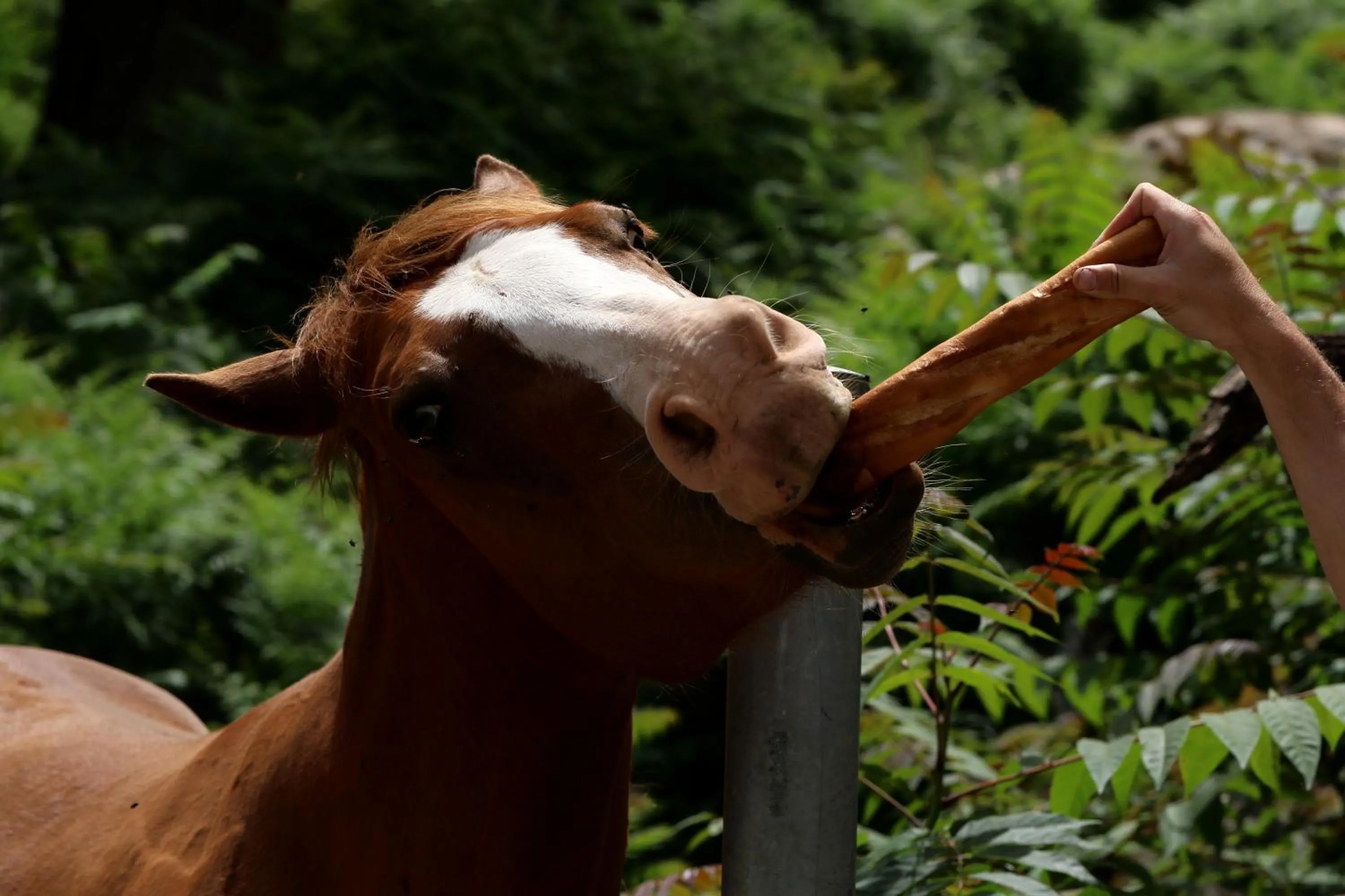 Animals in Funtana a l'Ora