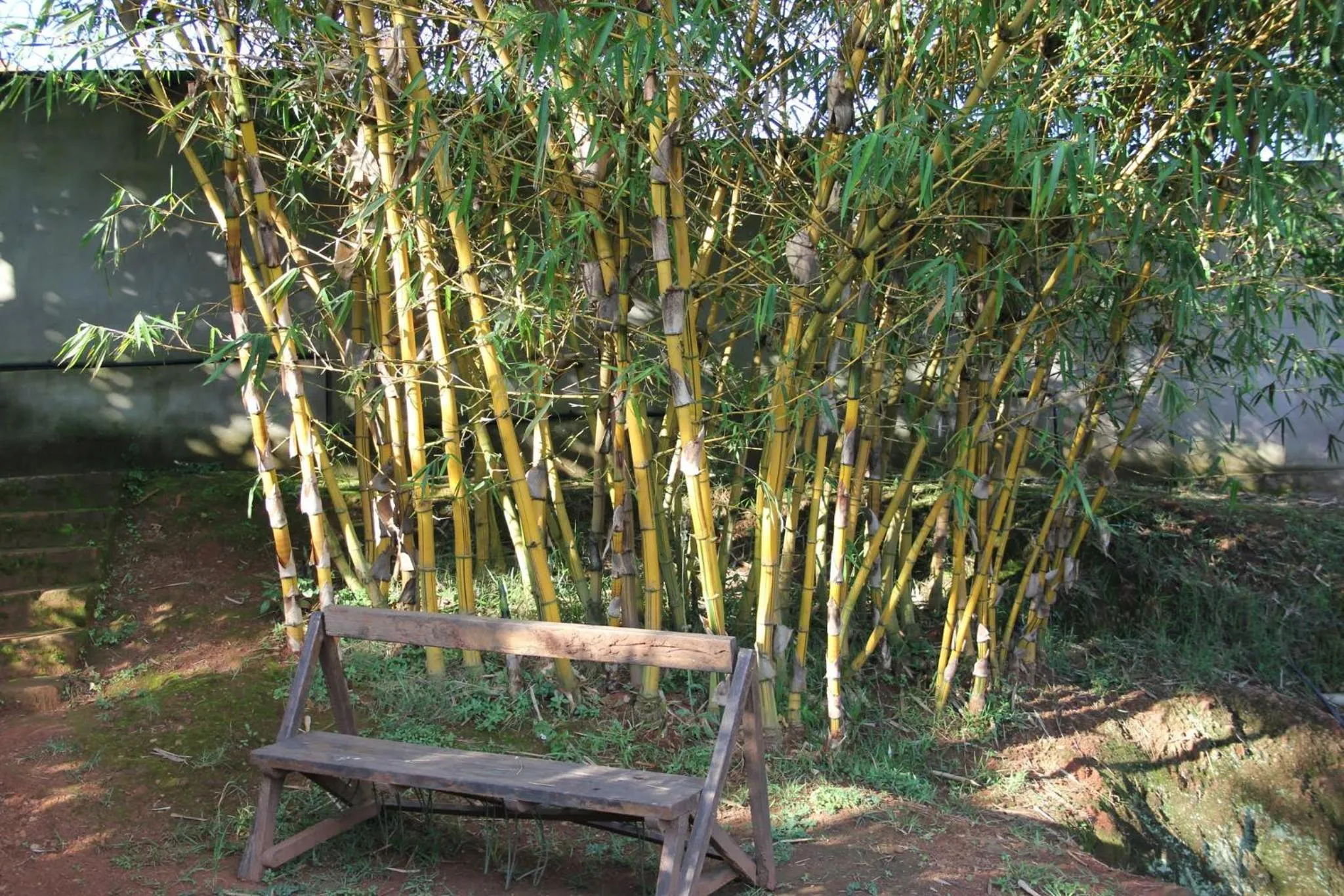 Garden in Banda Lodge