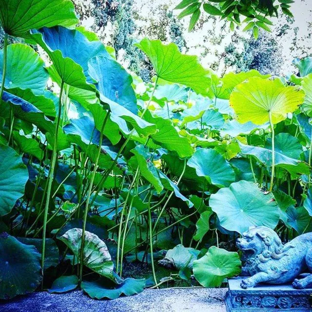 Garden in Villa della Pergola Relais et Chateaux