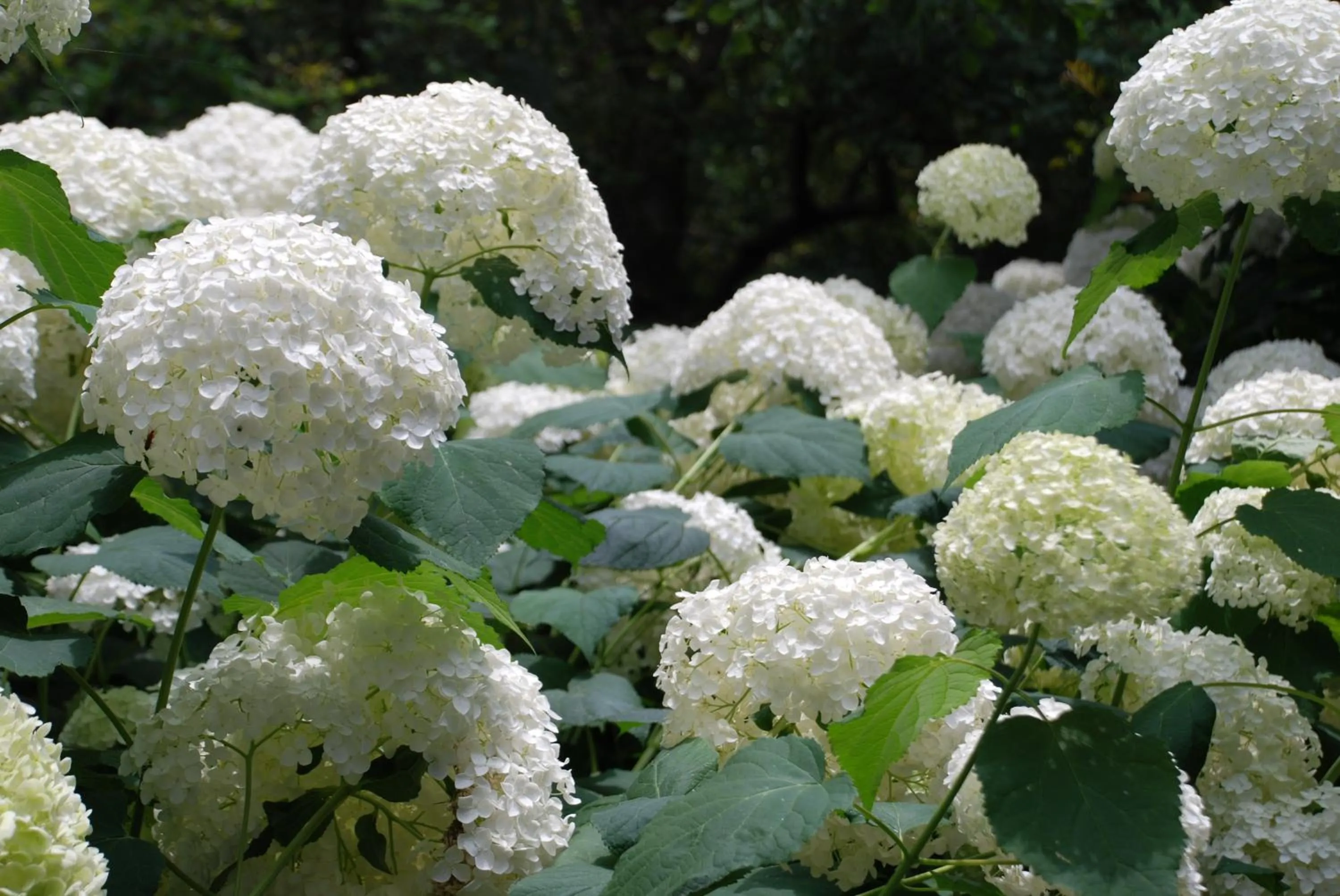 Garden in Villa della Pergola Relais et Chateaux