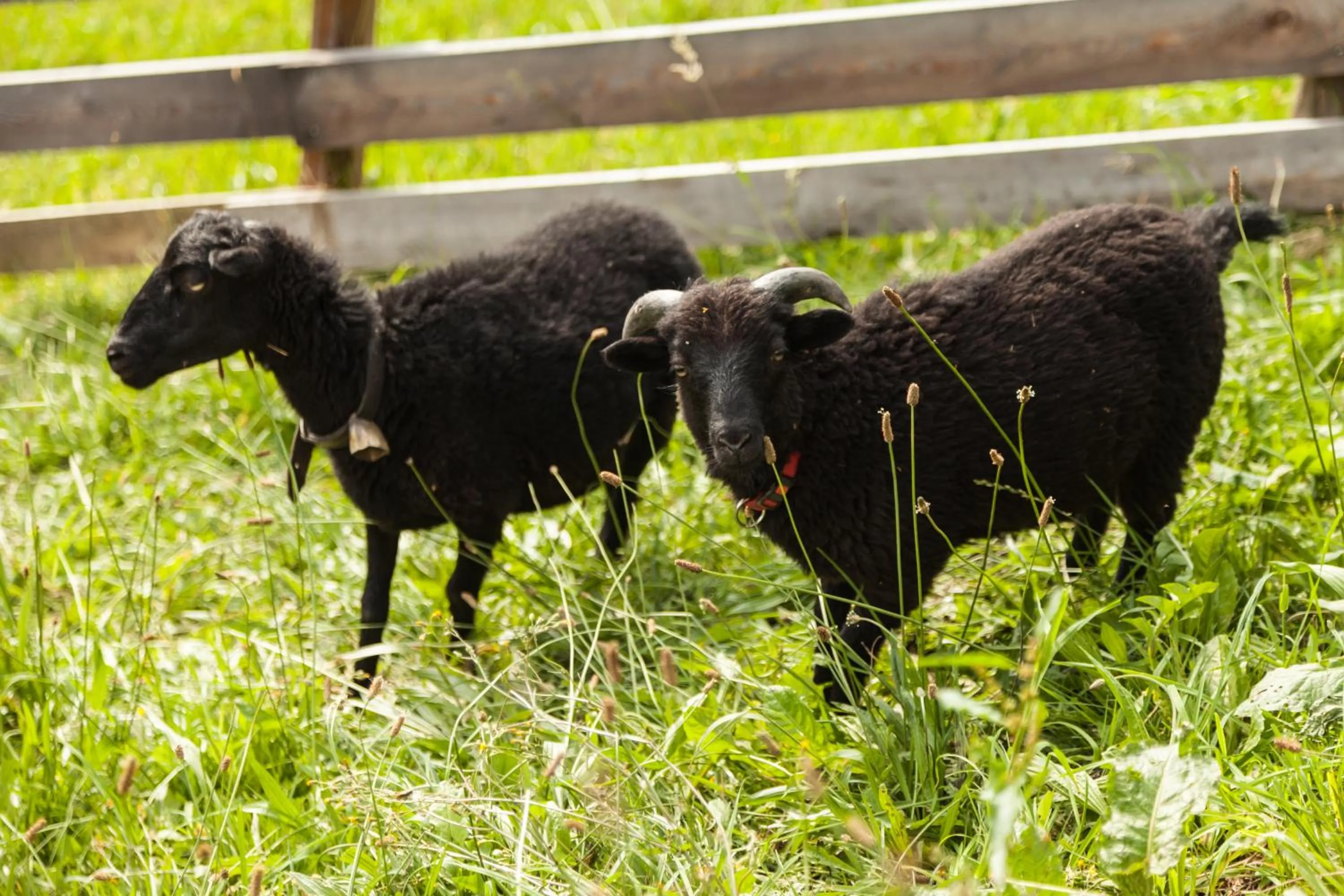 Other in Residence Garni Melcherhof
