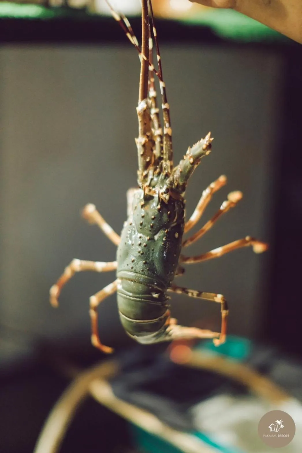 Food and drinks in Pak Nam Resort