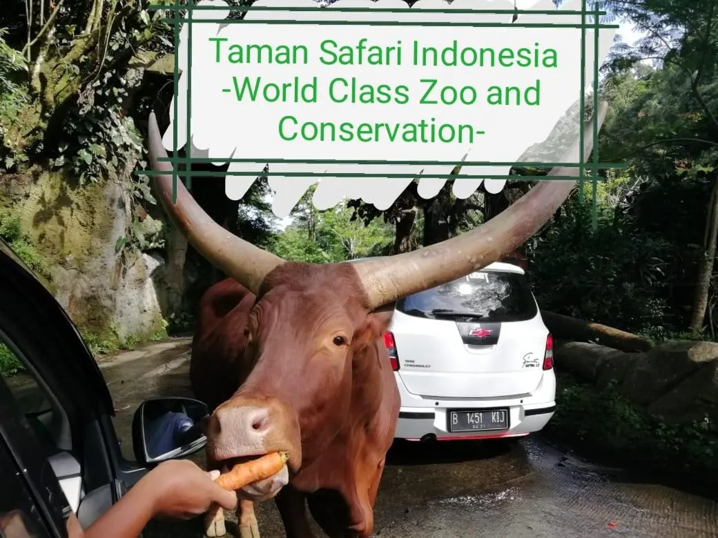 GIO Guesthouse Bogor