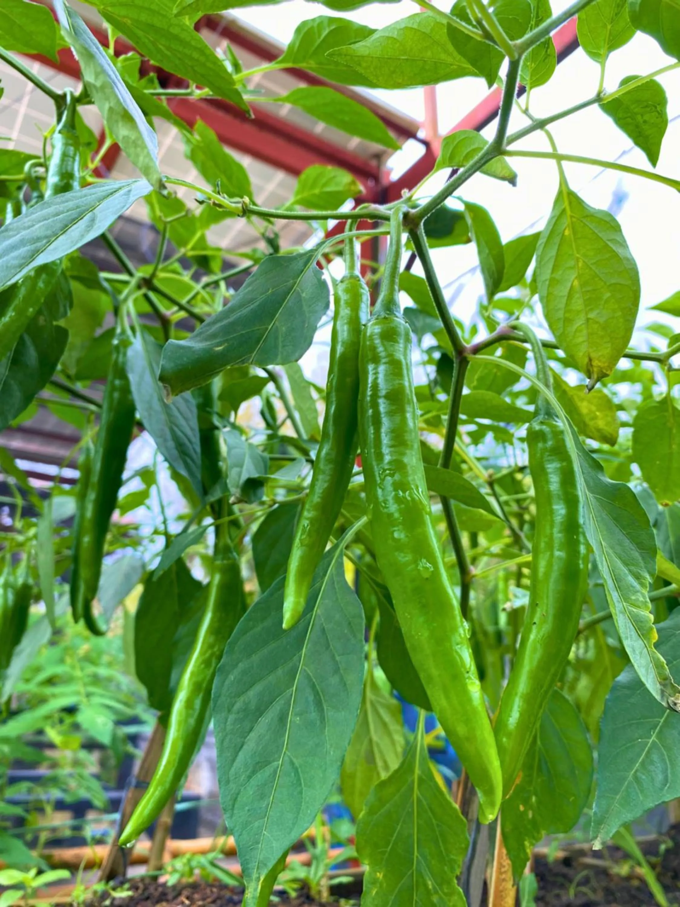 Garden in Containers by Eco Hotels