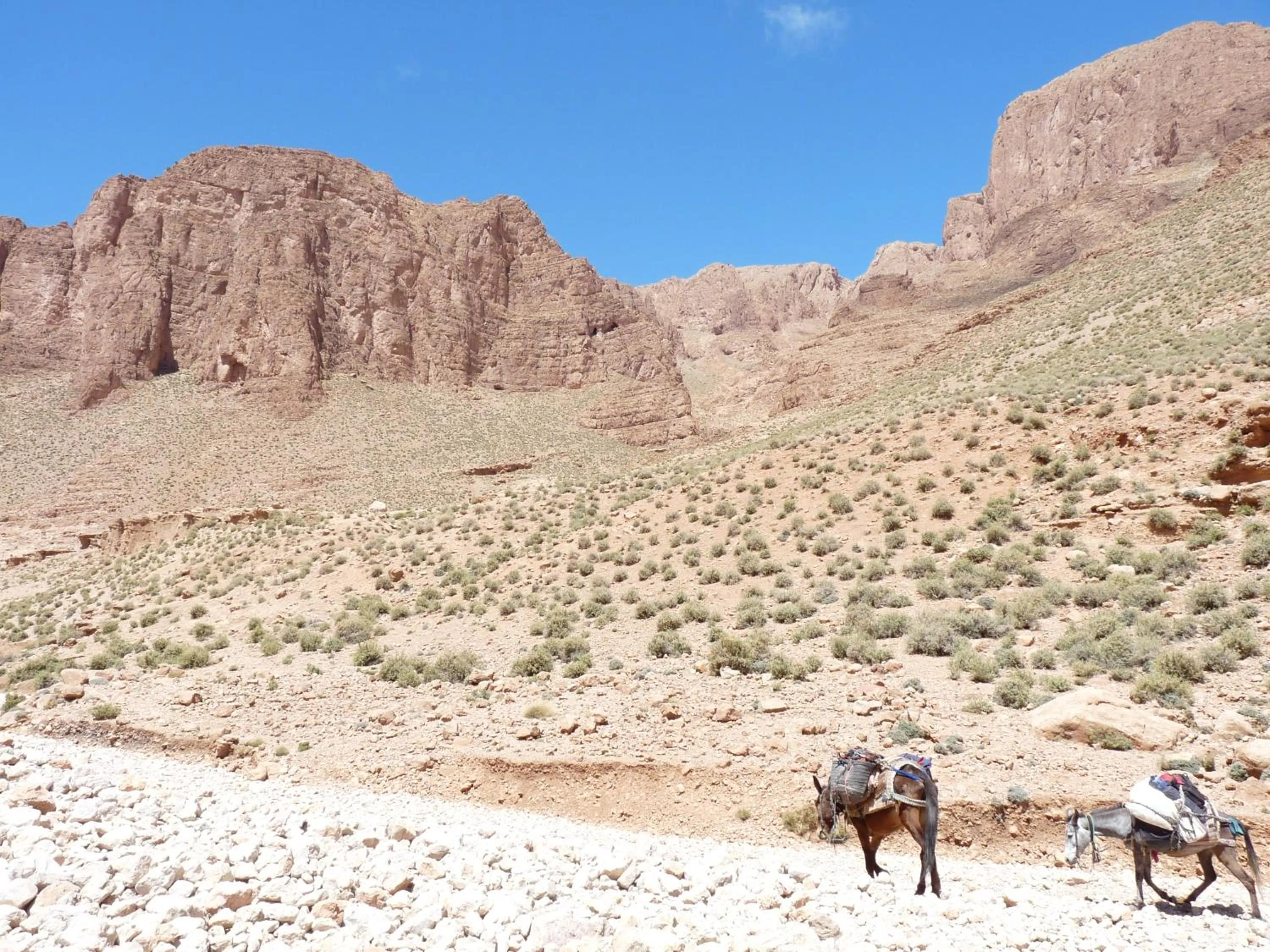 Les Jardins De Todgha gorges de todra tinghir