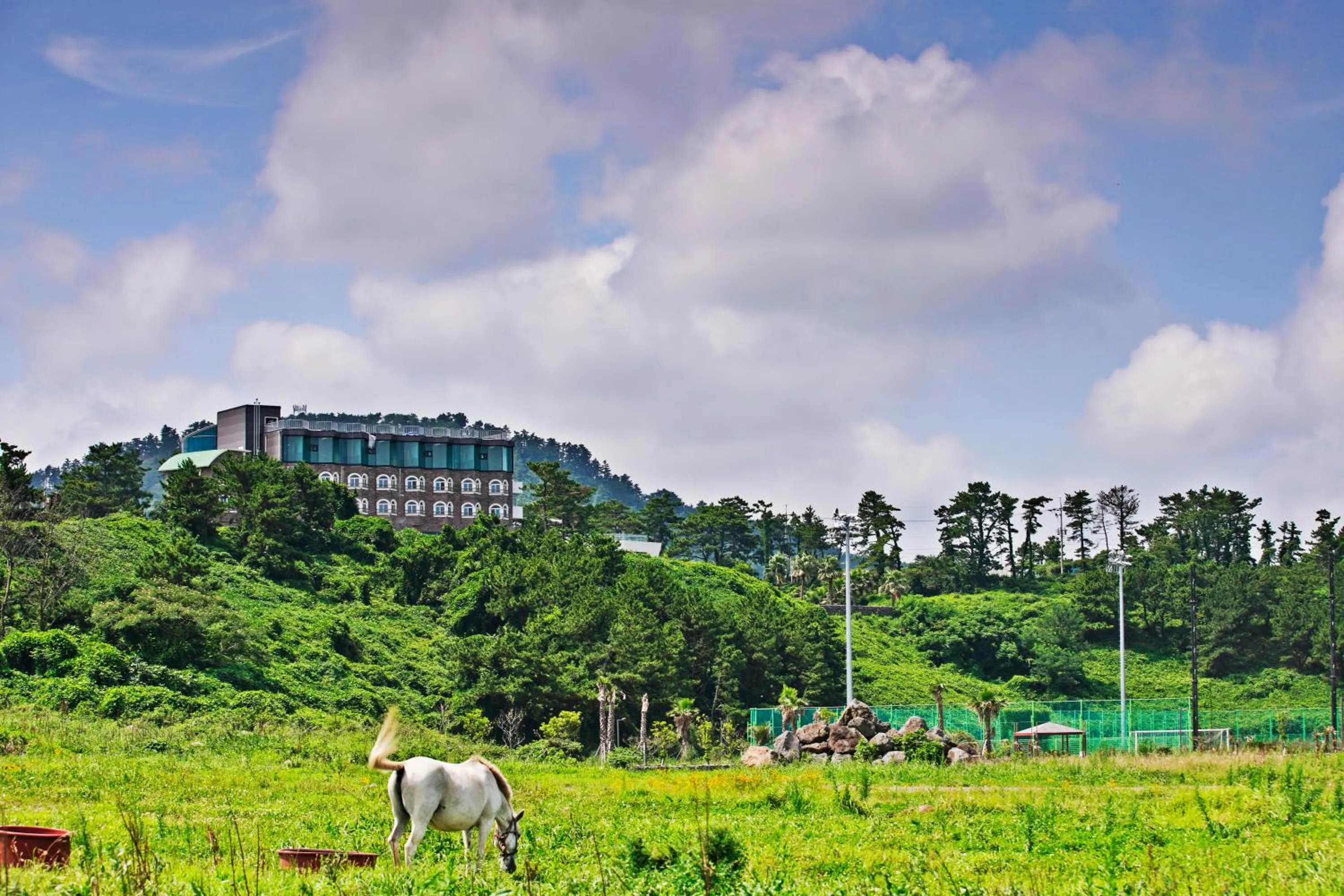 Beach, Other Animals in New Ocean Resort