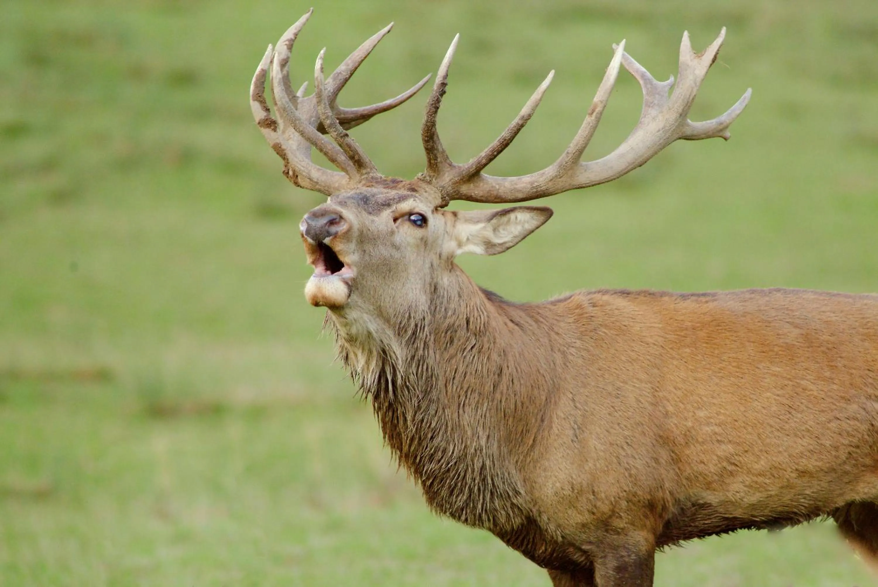Logis Hotel Restaurant des Gorges du Tarn