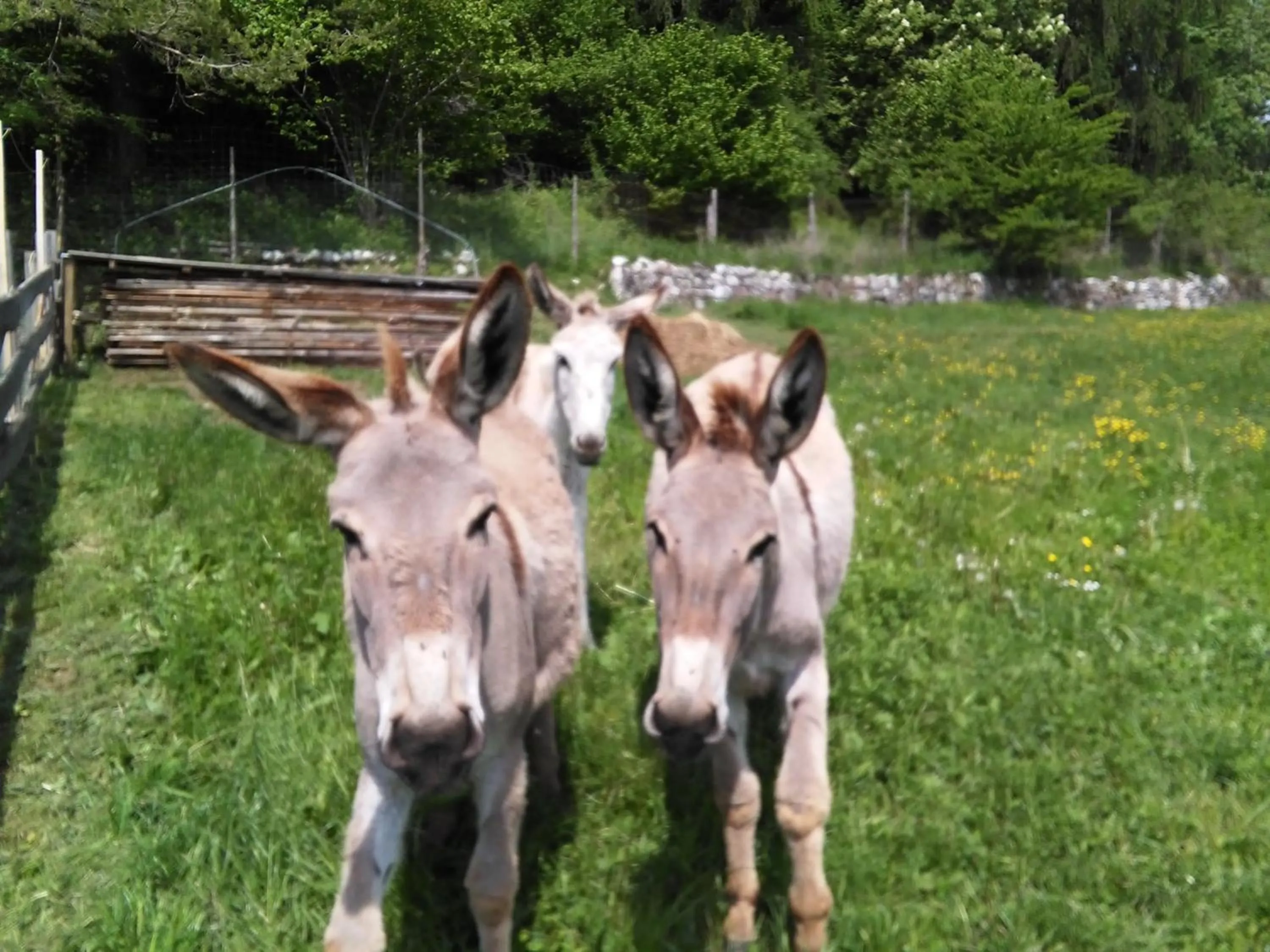 Animals in Giongo Residence - Appartamenti