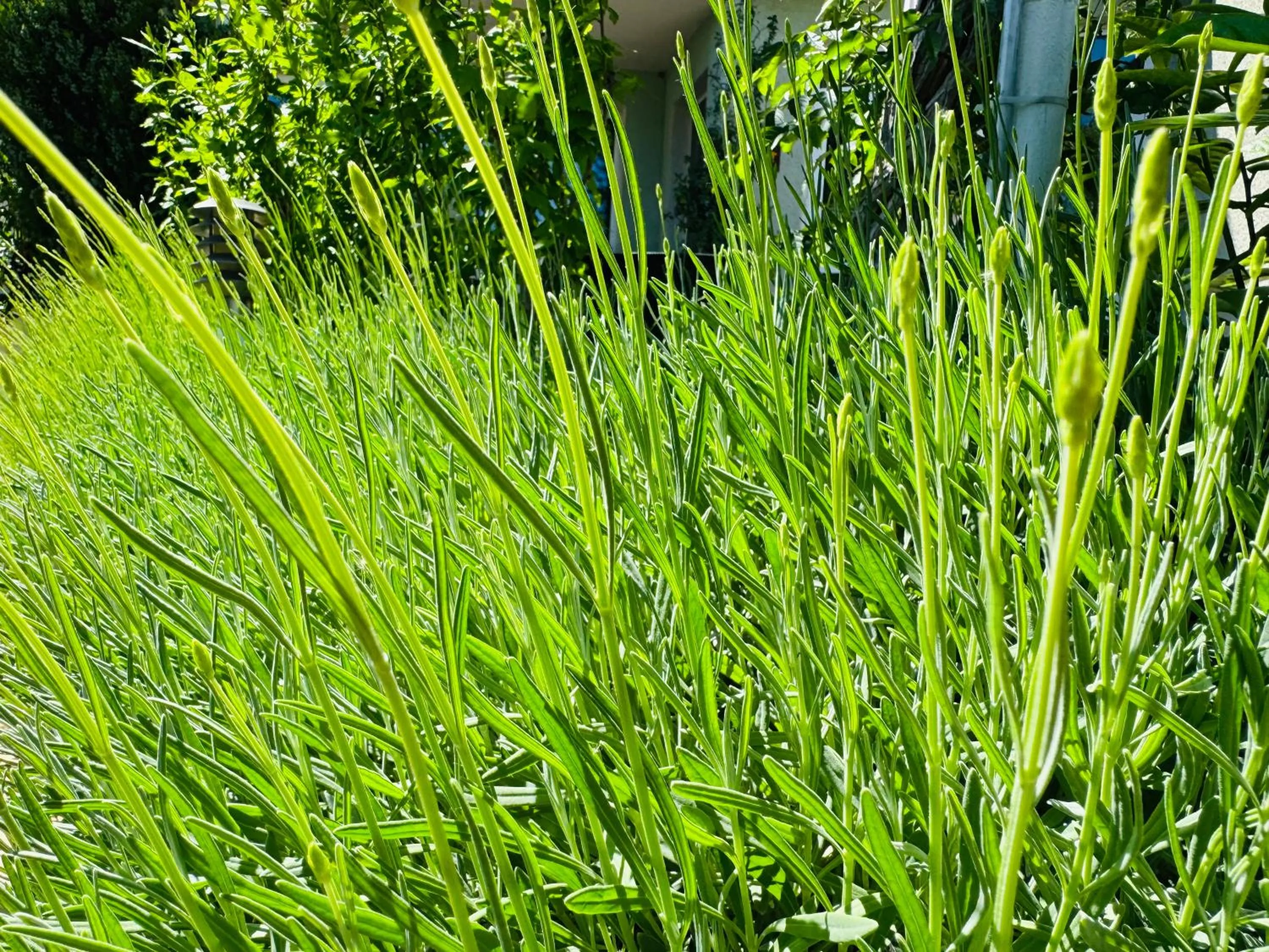 Spring in Hotel Amfora