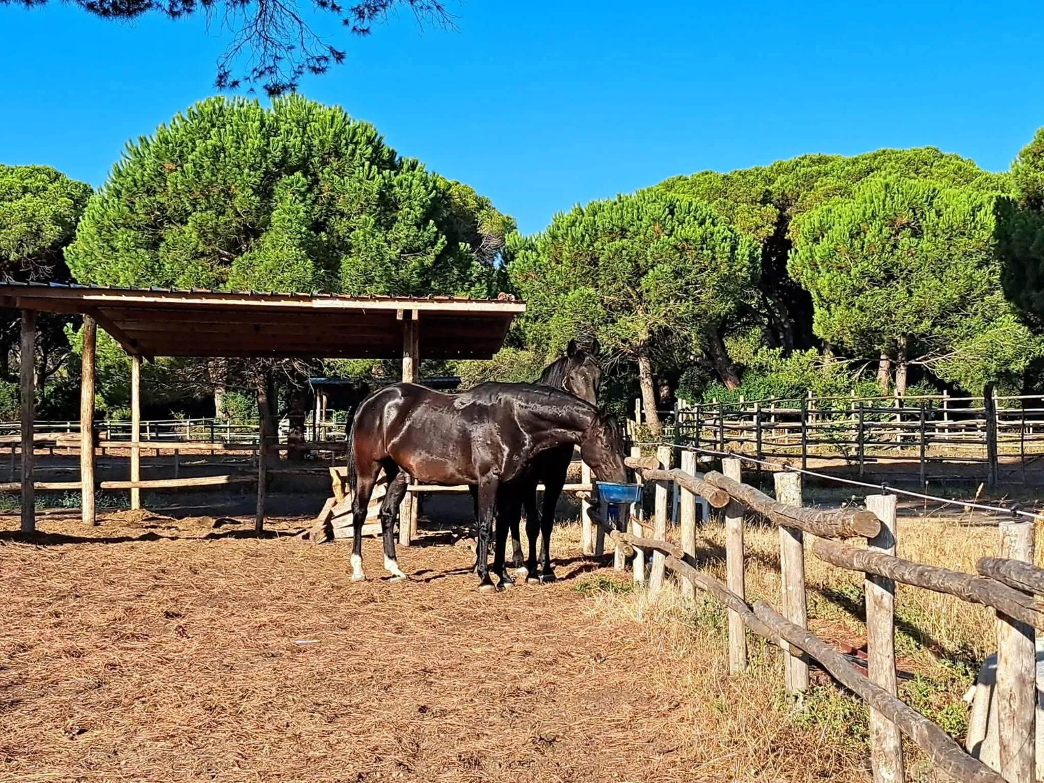 Pets in Mareblù - Tuscany Green Aparthotel