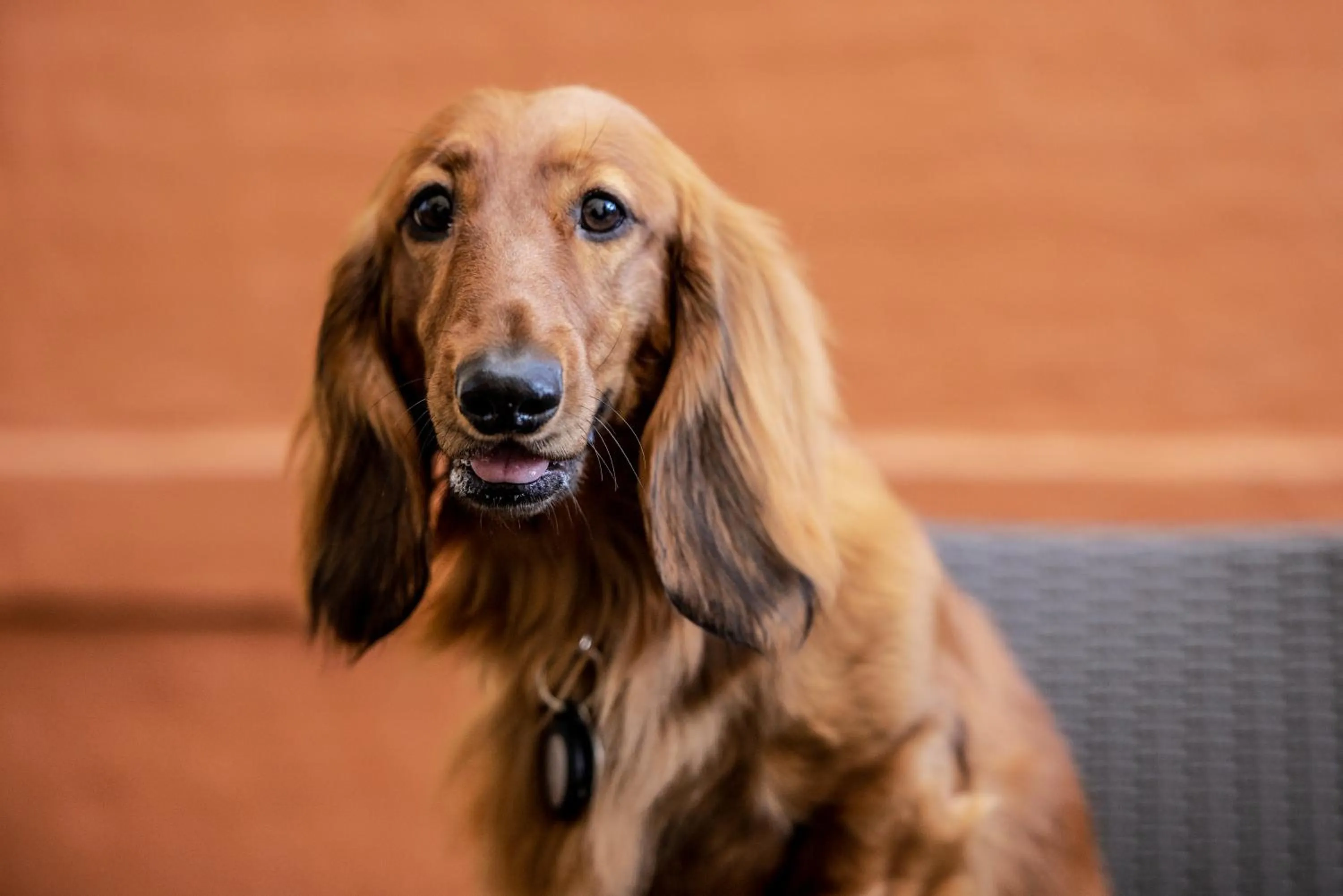 Pets in Fairmont Resort Blue Mountains MGallery Collection