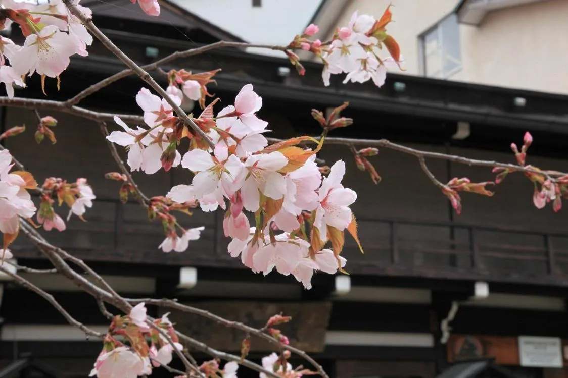 Spring in Hiratakan