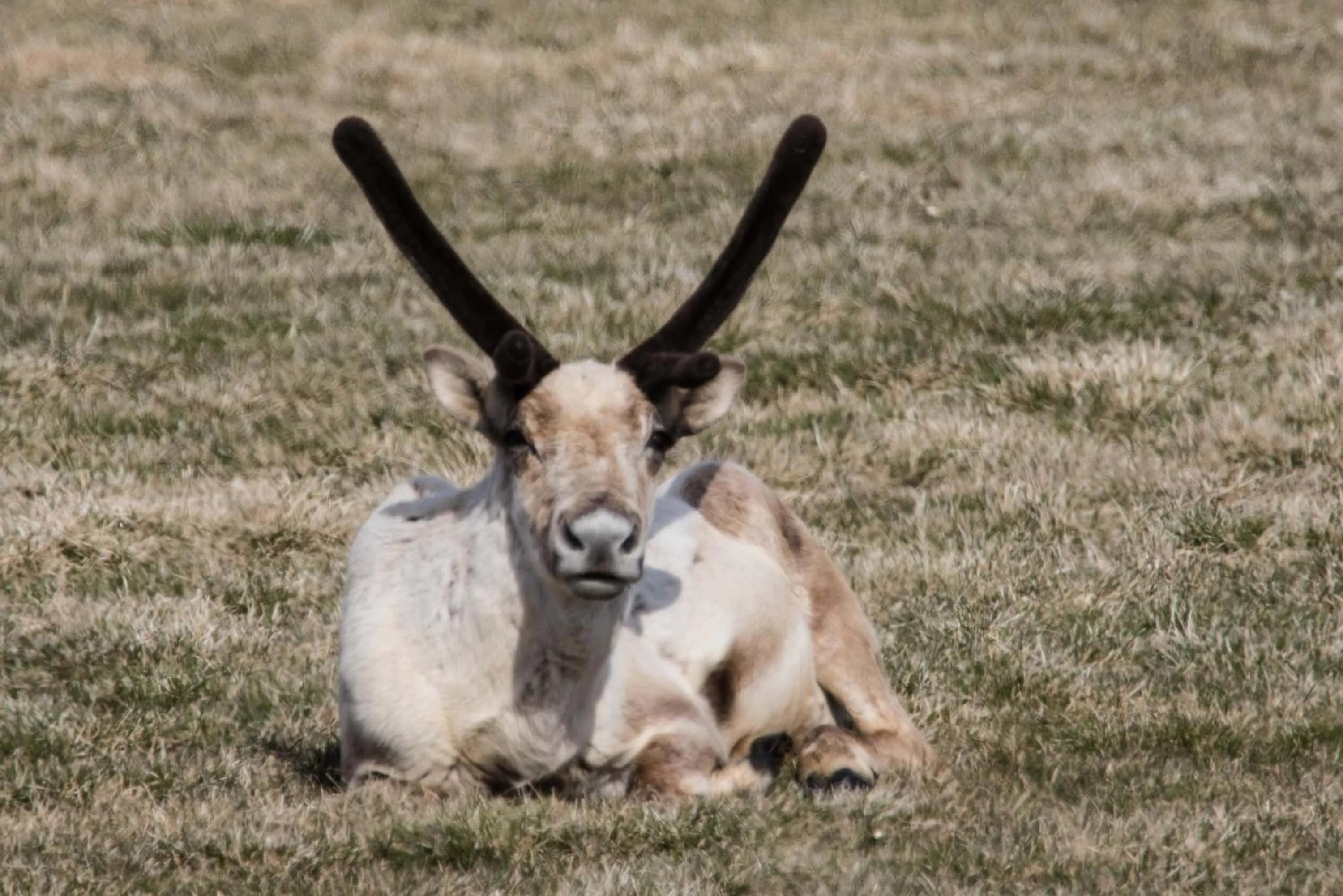 Off site in Mjóanes accommodation